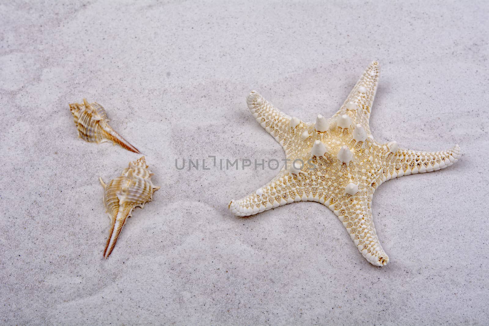 White starfish and two shells on a greay sand