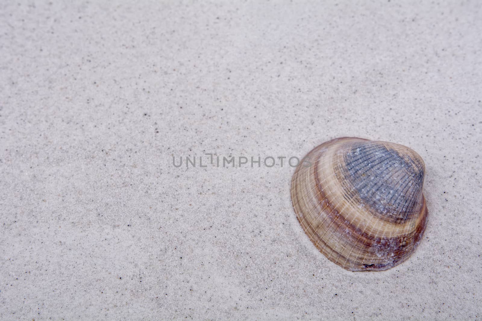 Striped shell on a gray sand background