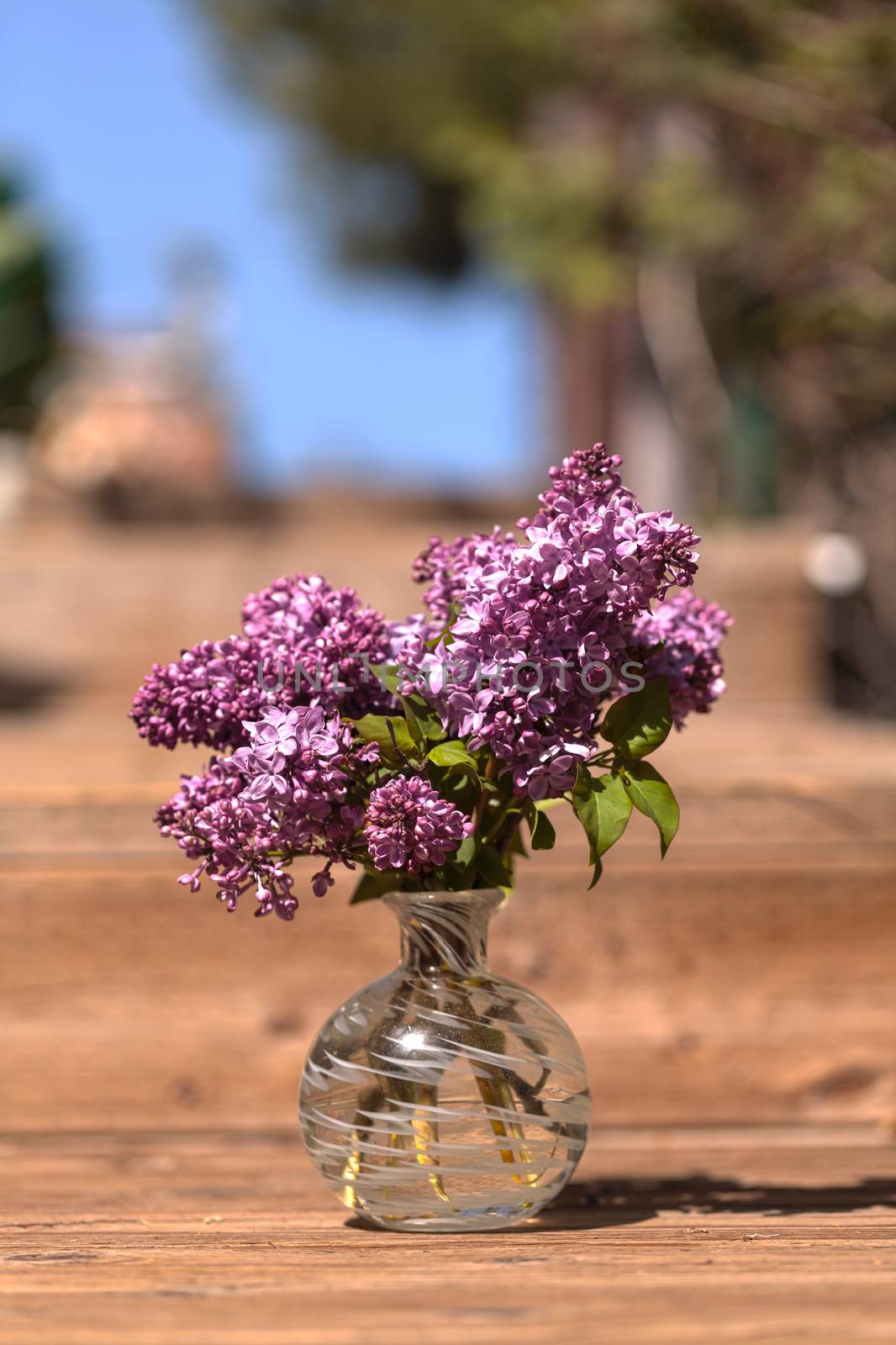 The common lilac plant, Syringa vulgaris, comes in the form of a shrub or a small tree.