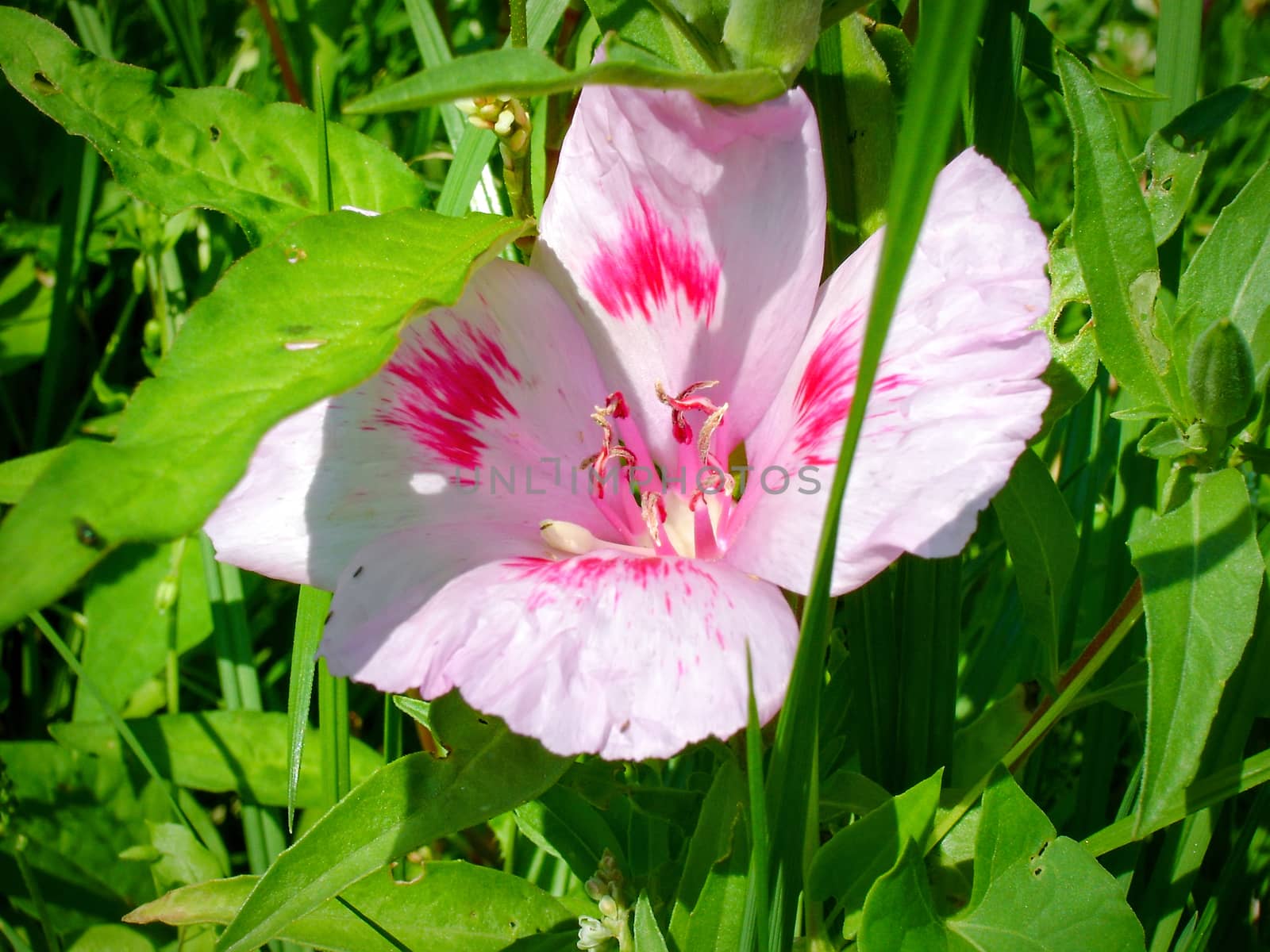 Spring garden flowers blooming in the garden at the cottage