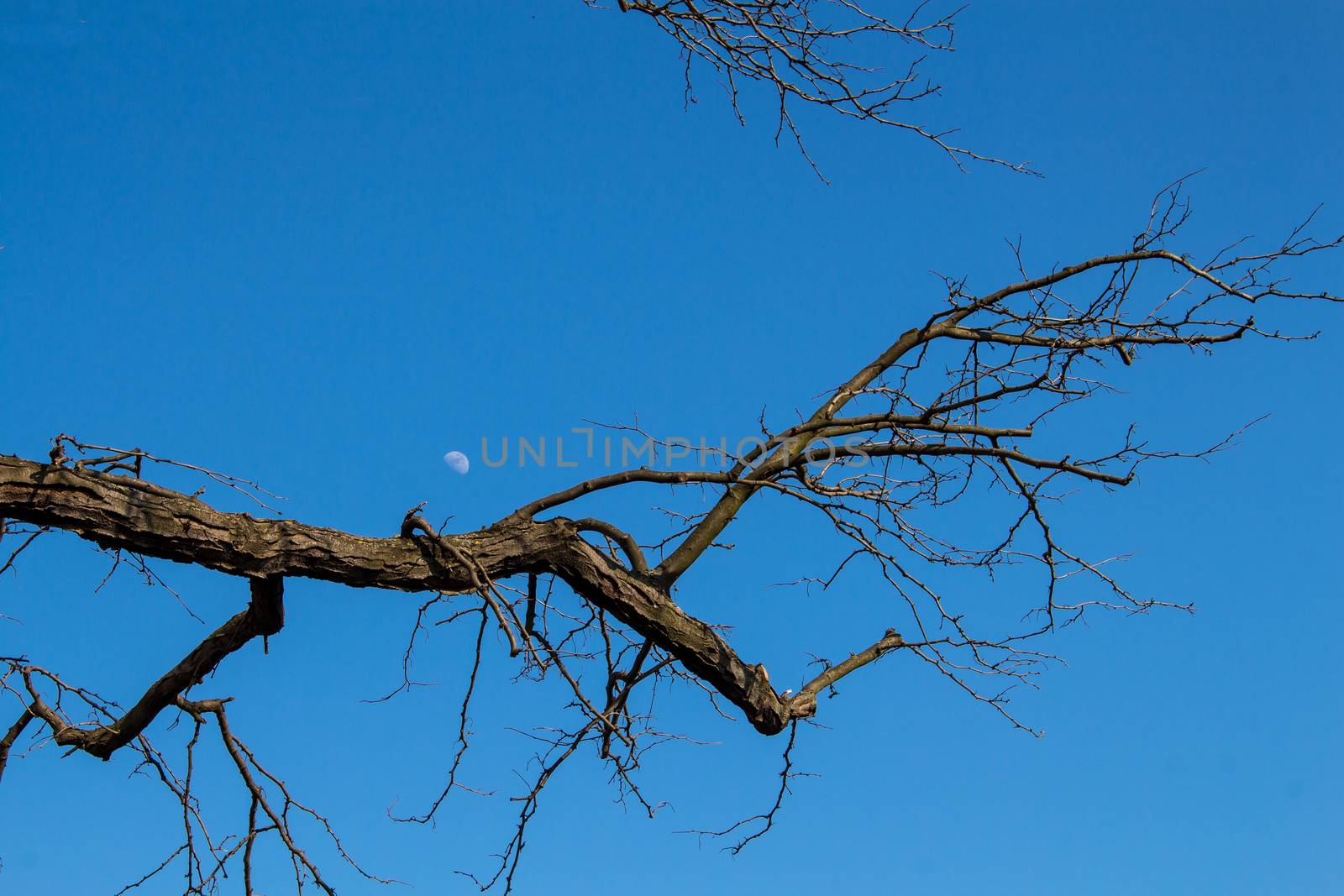 Bright blue sky as a background of a twig in the later winter, still without leaves. Moon on the sky.