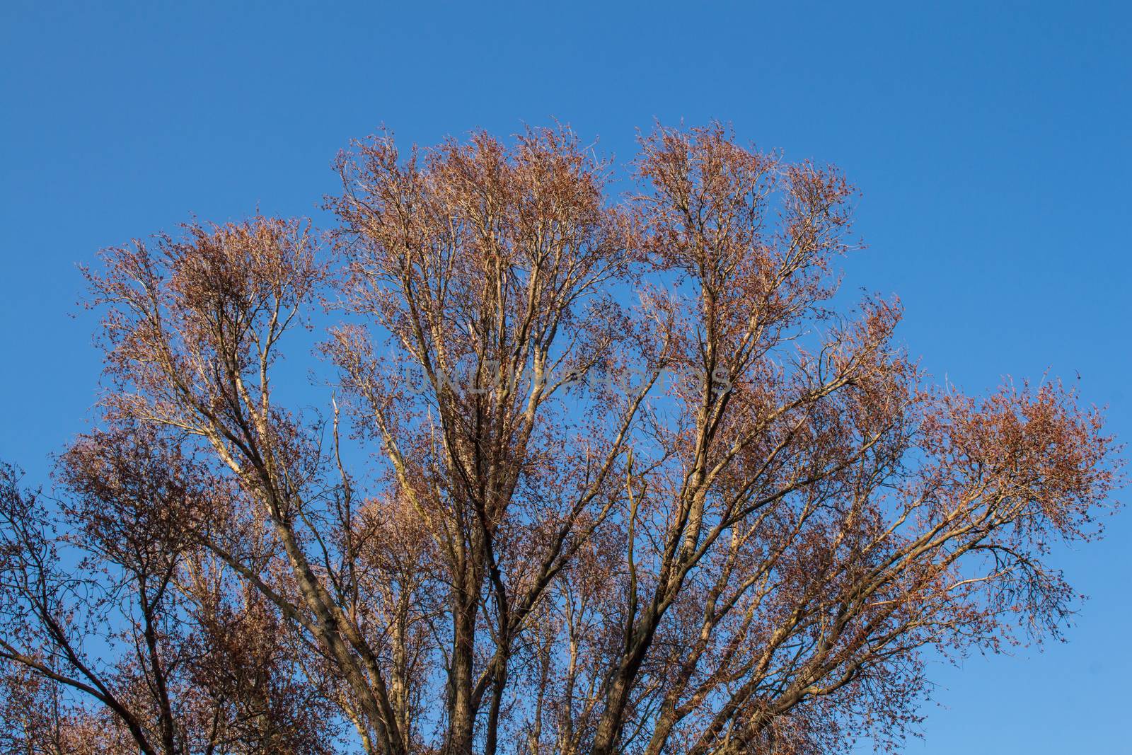 Treetop in the spring by YassminPhoto