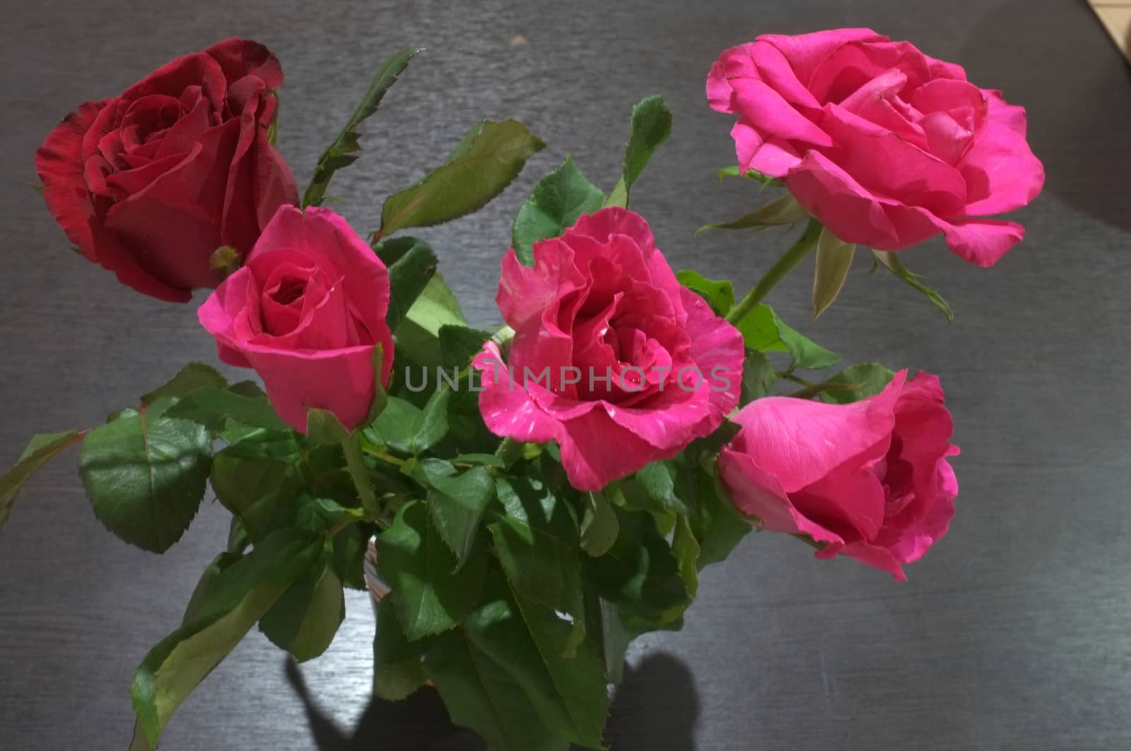 Natural red and pink rose