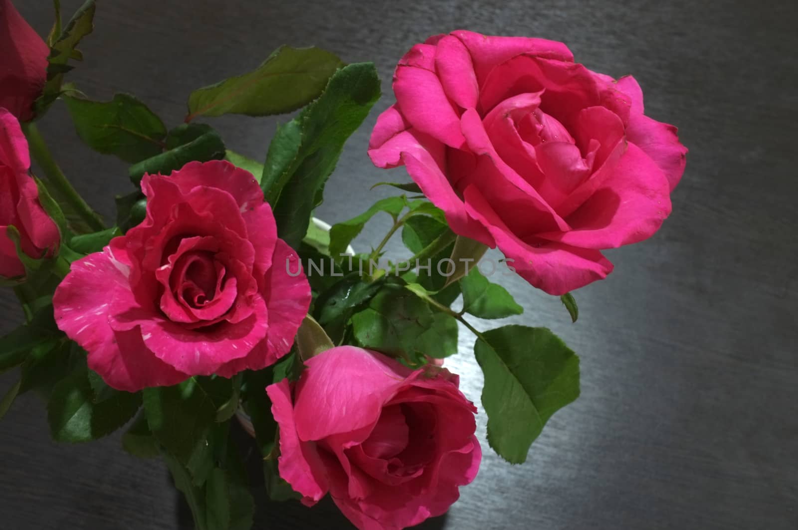 Natural red and pink rose