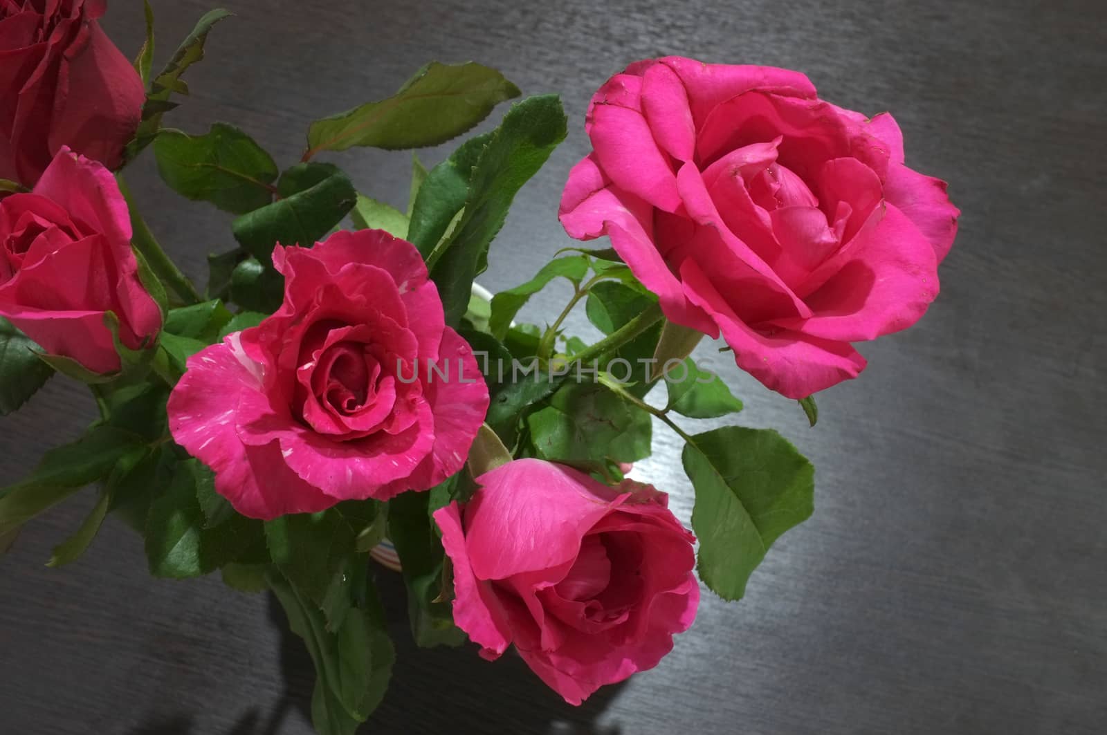 Natural red and pink rose