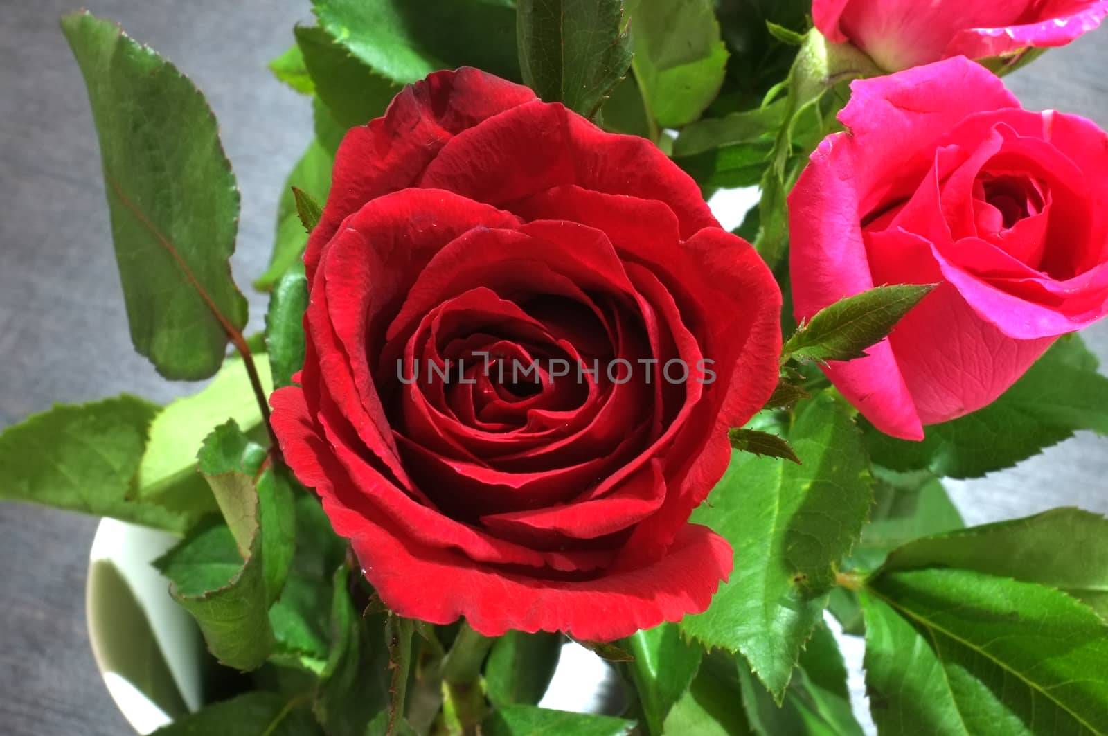 Natural red and pink rose