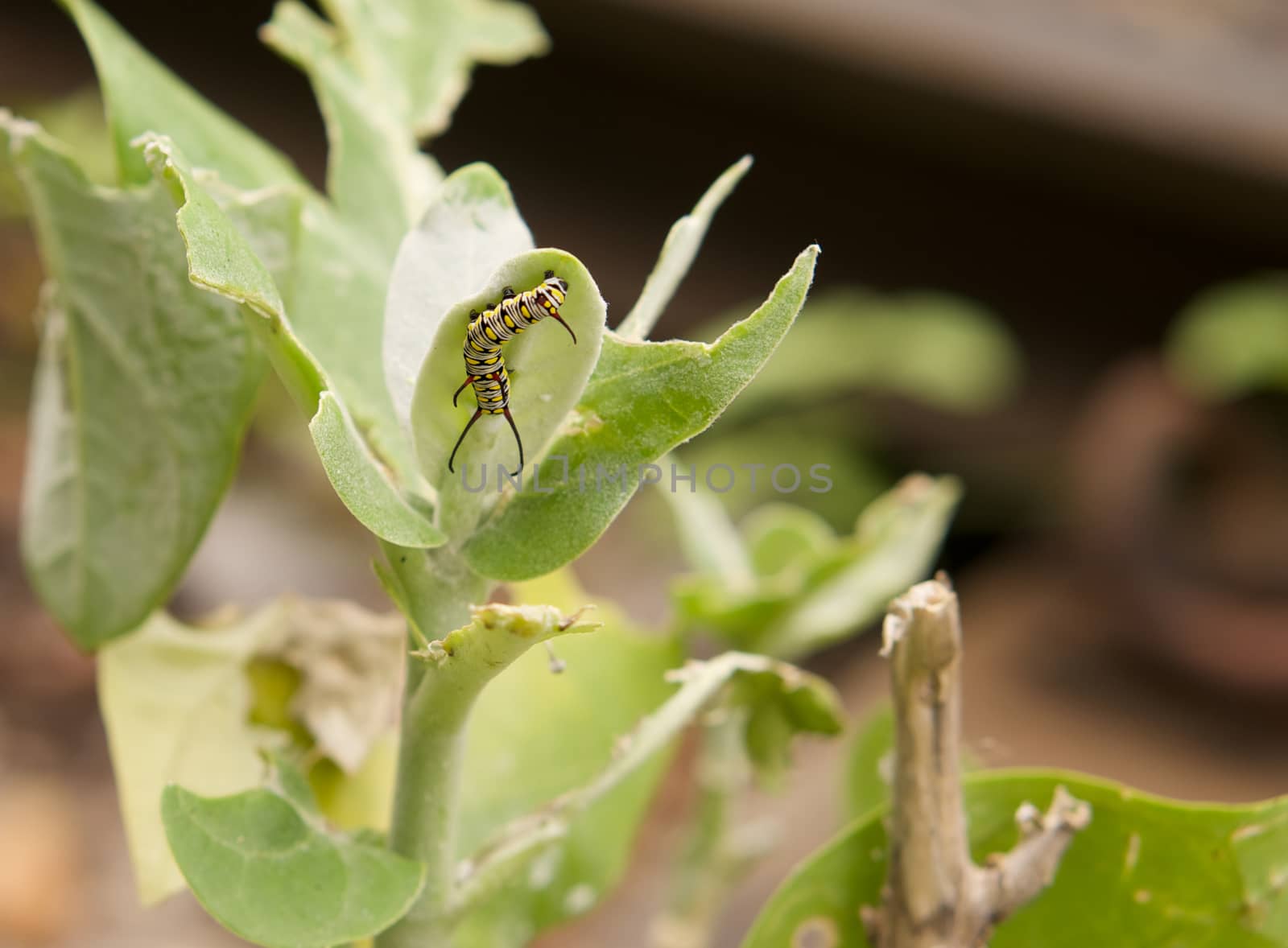 Caterpillar, beautiful butterfly worm crawl on leaf in the garden.

