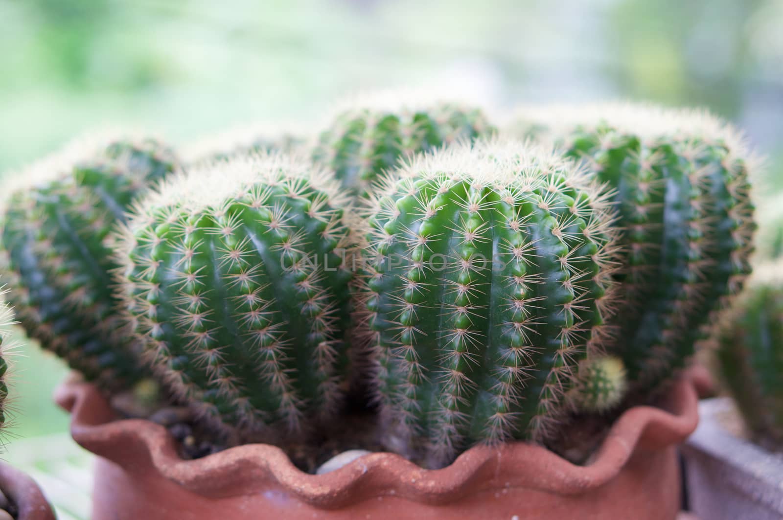 Green cactus ,botanical plant with needles pattern in nature background.