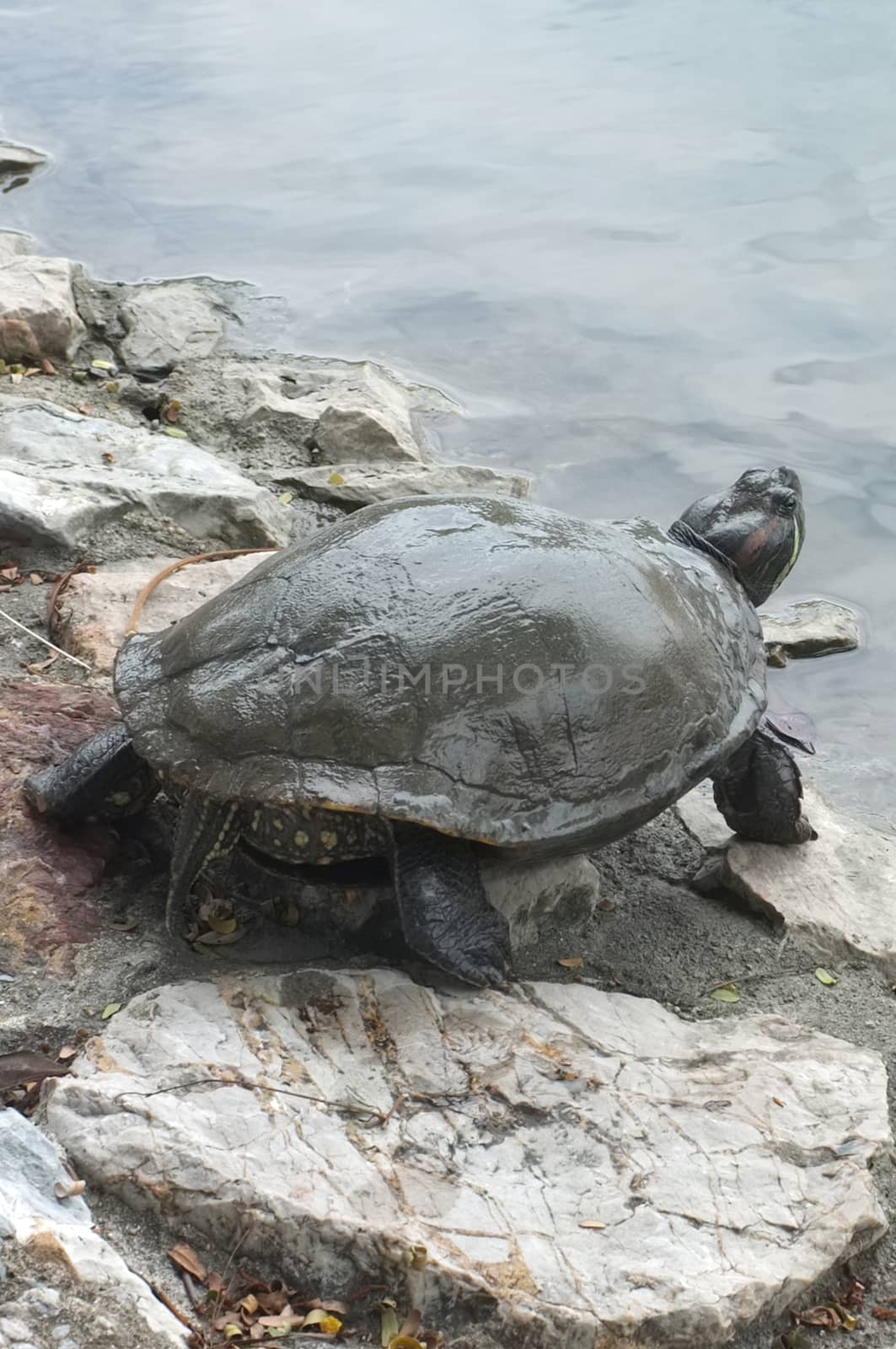 Turtle walking on the rock