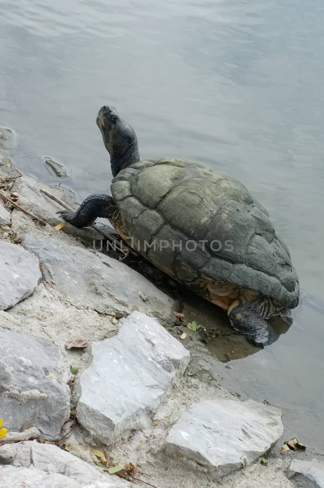 Turtle walking on the rock