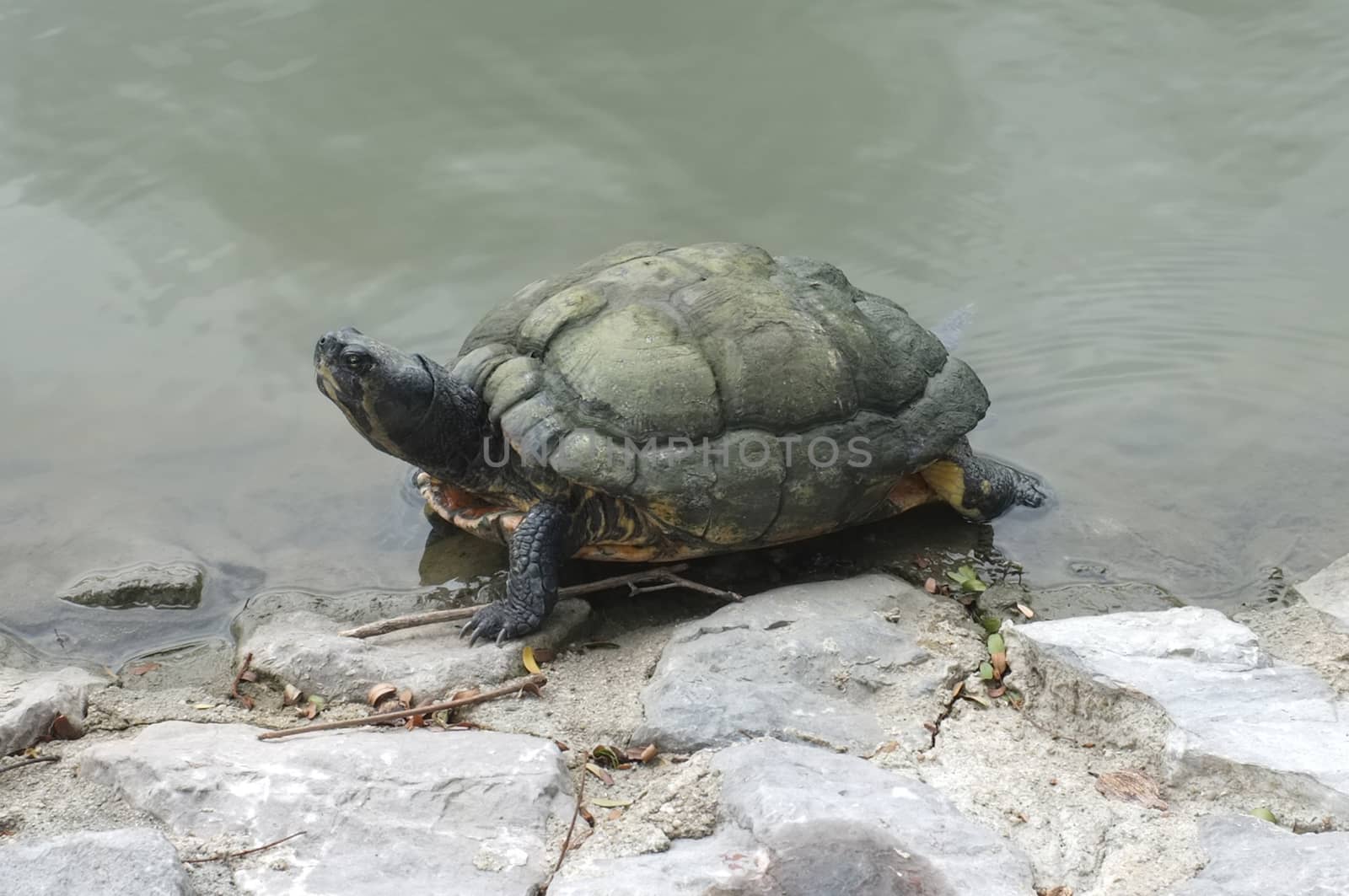 Turtle walking on the rock by Hepjam