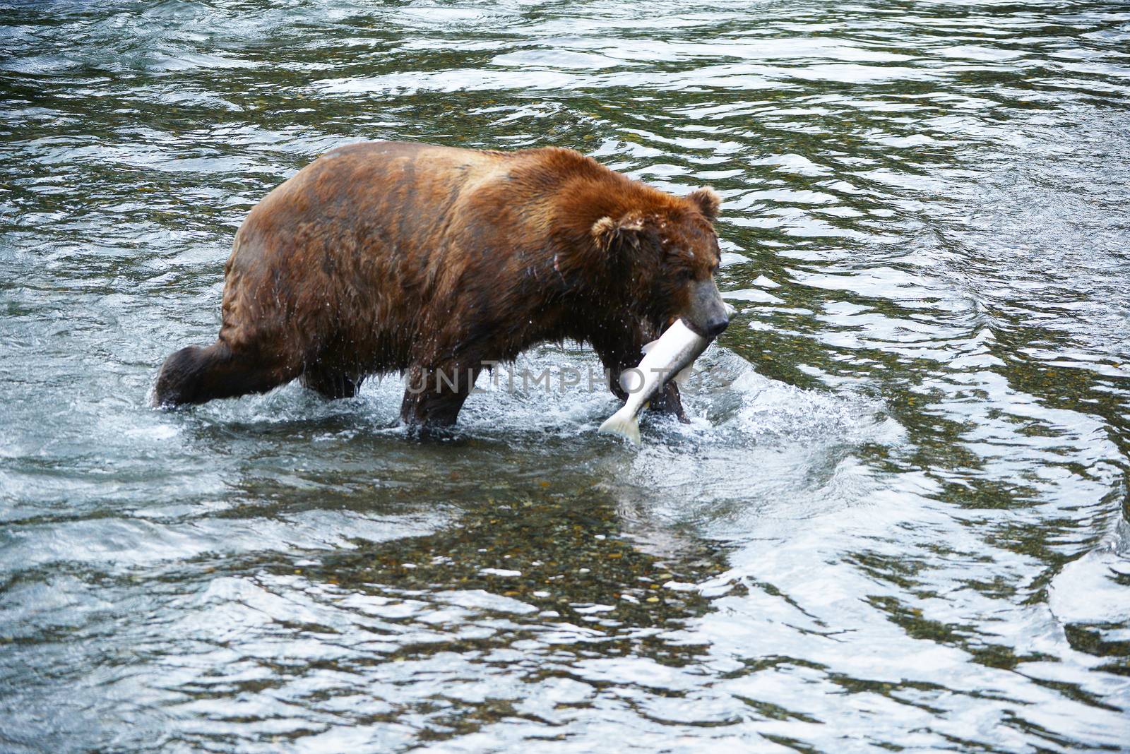 grizzly bear in brooks river hunting for salmon at katmai national park in alaska