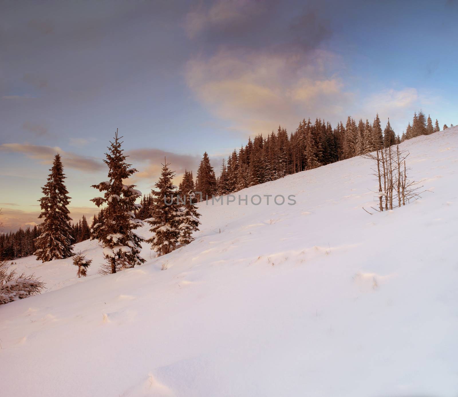 Winter trees in mountains covered with snow