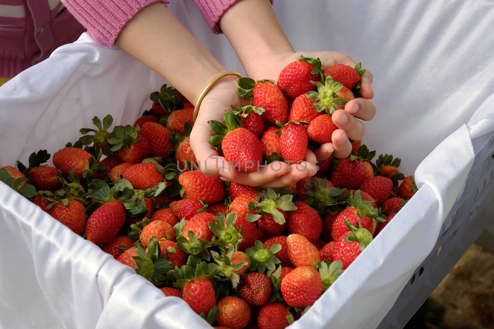 Crop at strawberry garden Da Lat, Viet Nam, high tech agriculture to make clean and safe product, fruit from strawberries plant at Dalat, Vietnam, this is food that rich vitamin, good for health