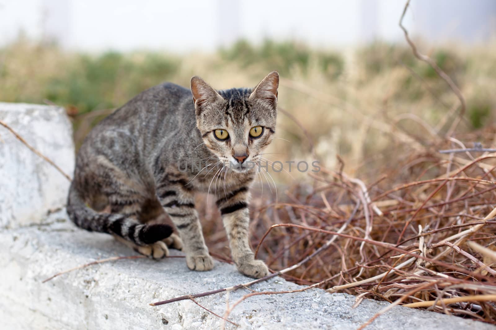 Small homeless cat on a yard 
