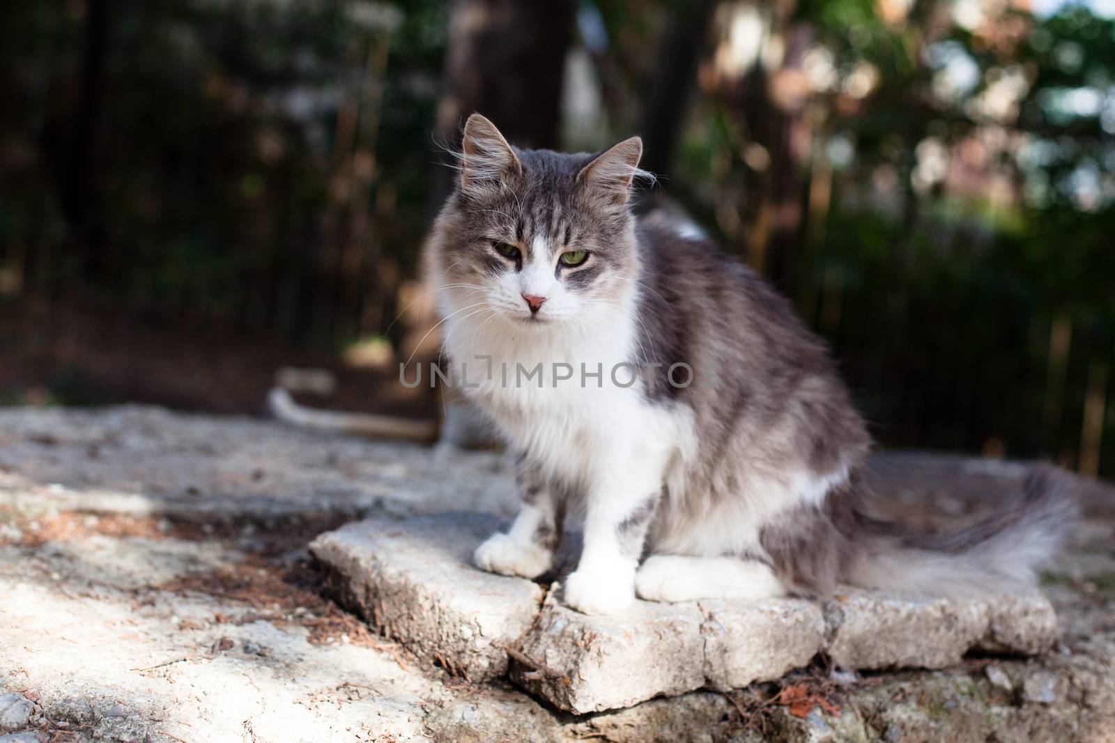 Sorrow white and grey cat sitting on a stone
