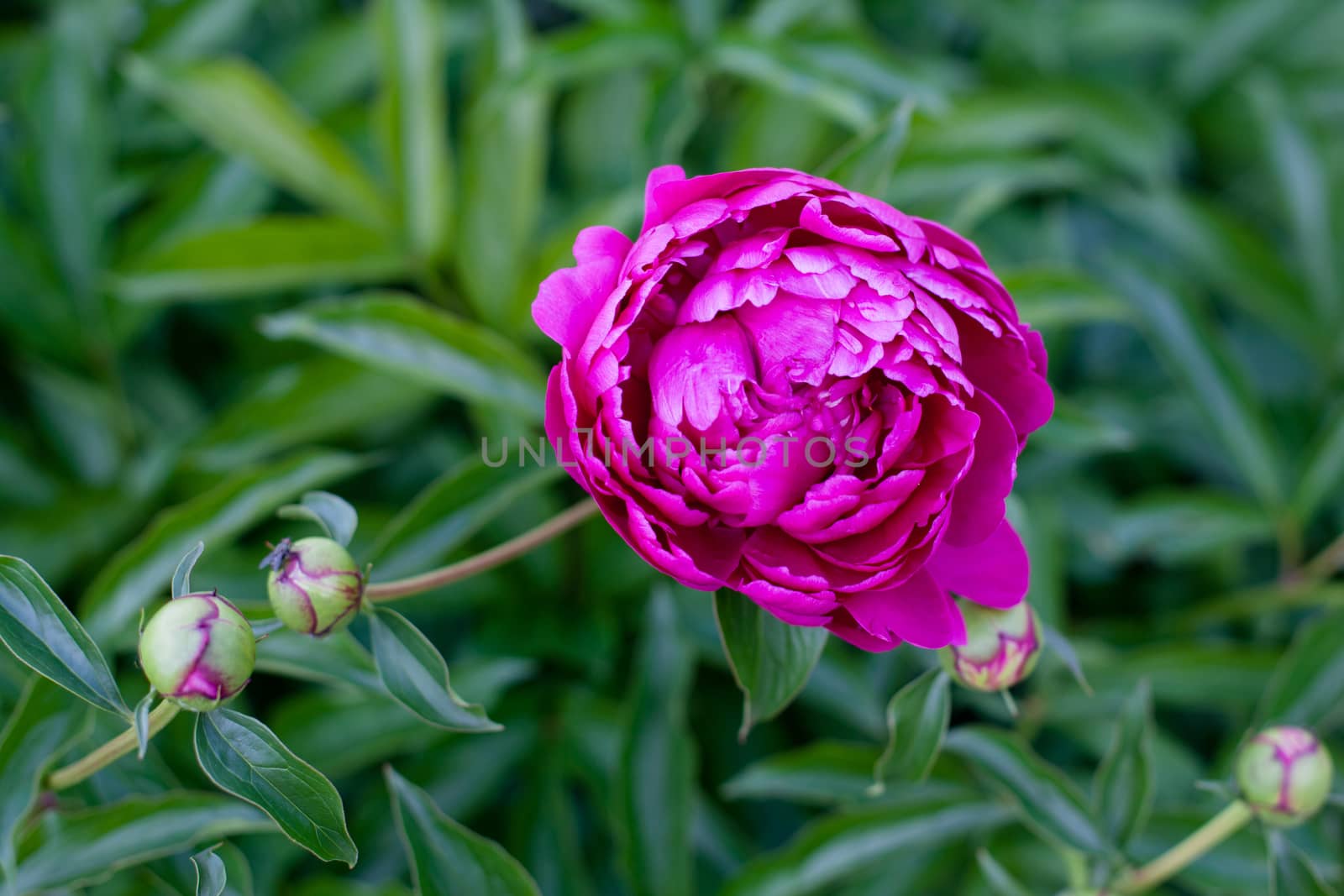 Purple peony flowers and buds on a green
