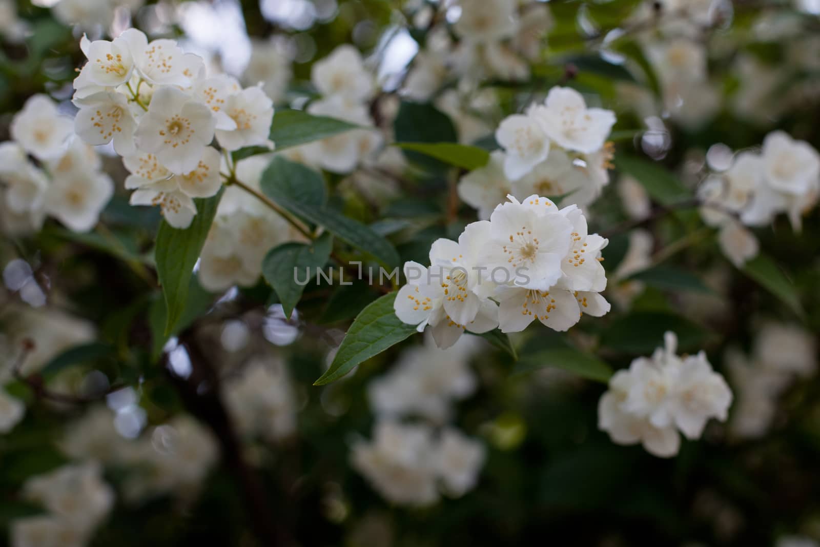 White jasmine flowers on a green bush
