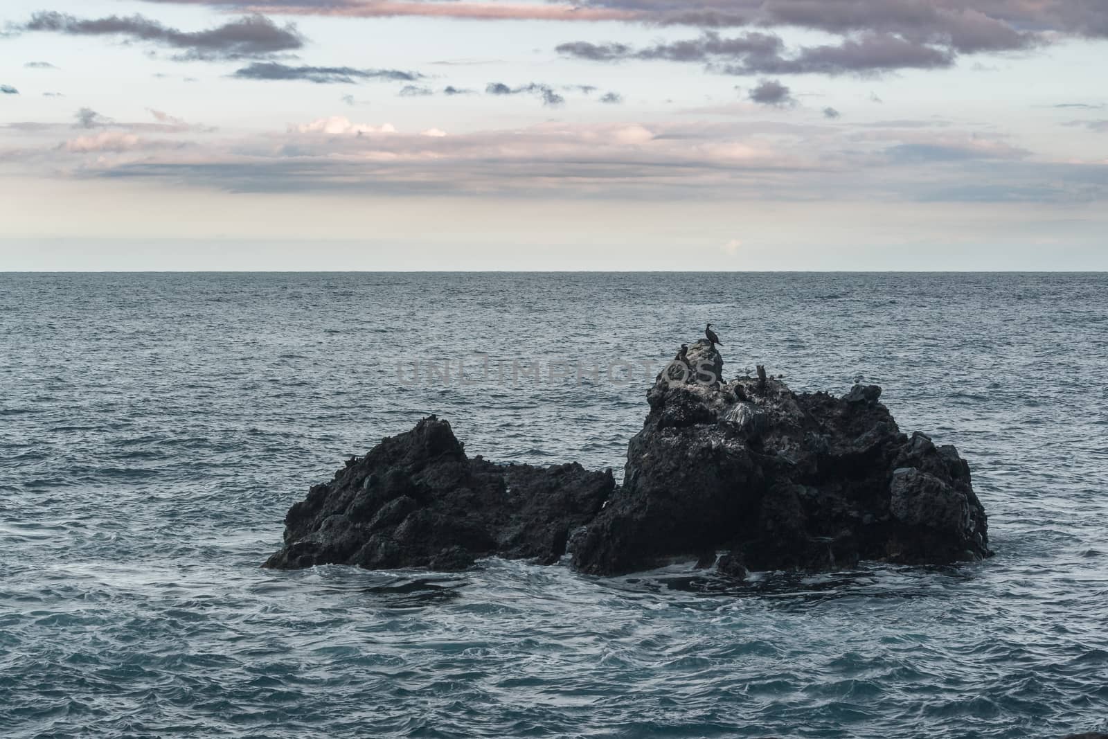 cormorants and seagulls resting on the rock