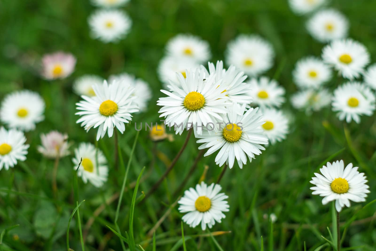 The white daises in new spring season