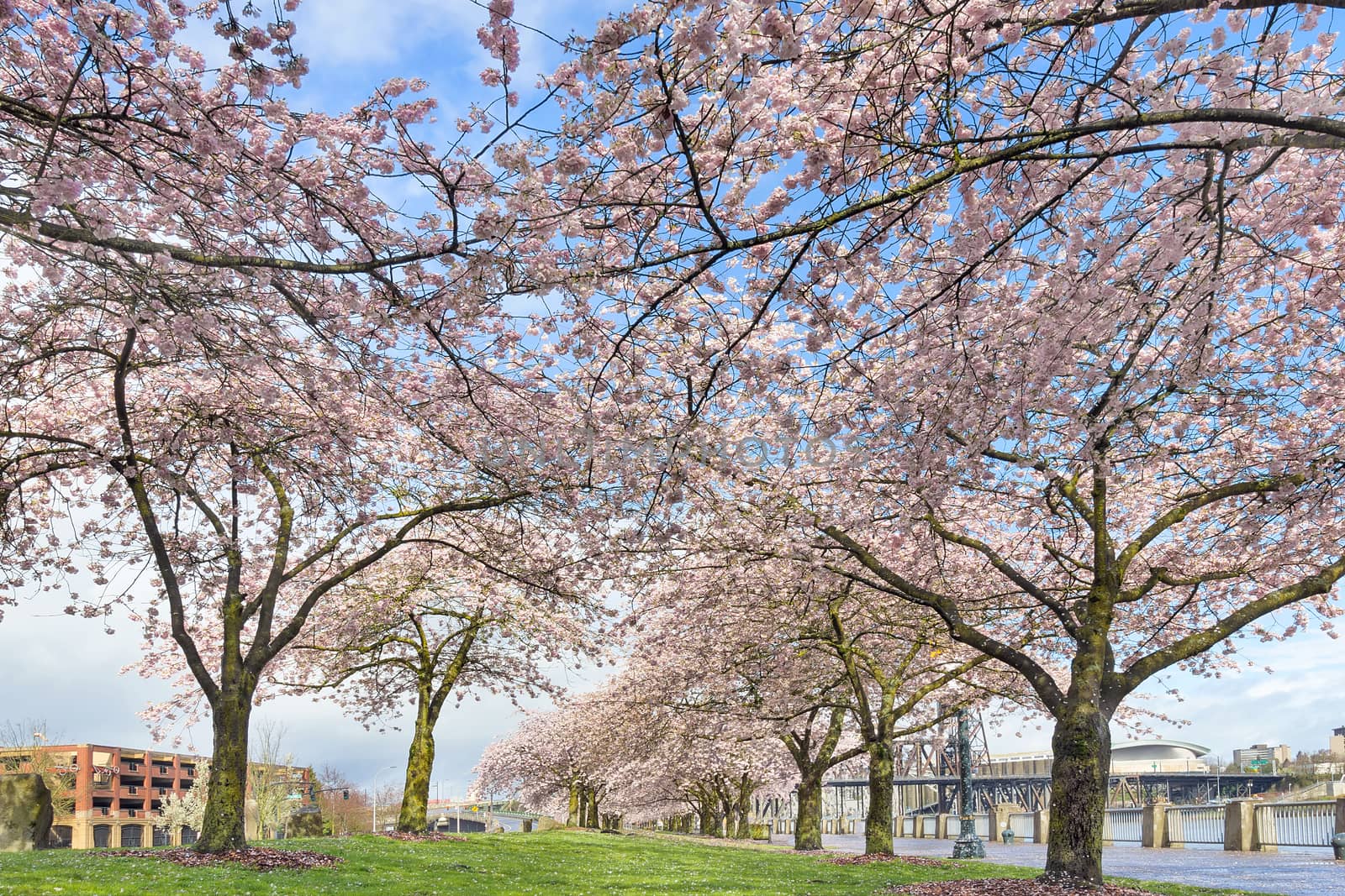 Rows of Cherry Blossom trees in bloom at Portland waterfront park in Spring Season