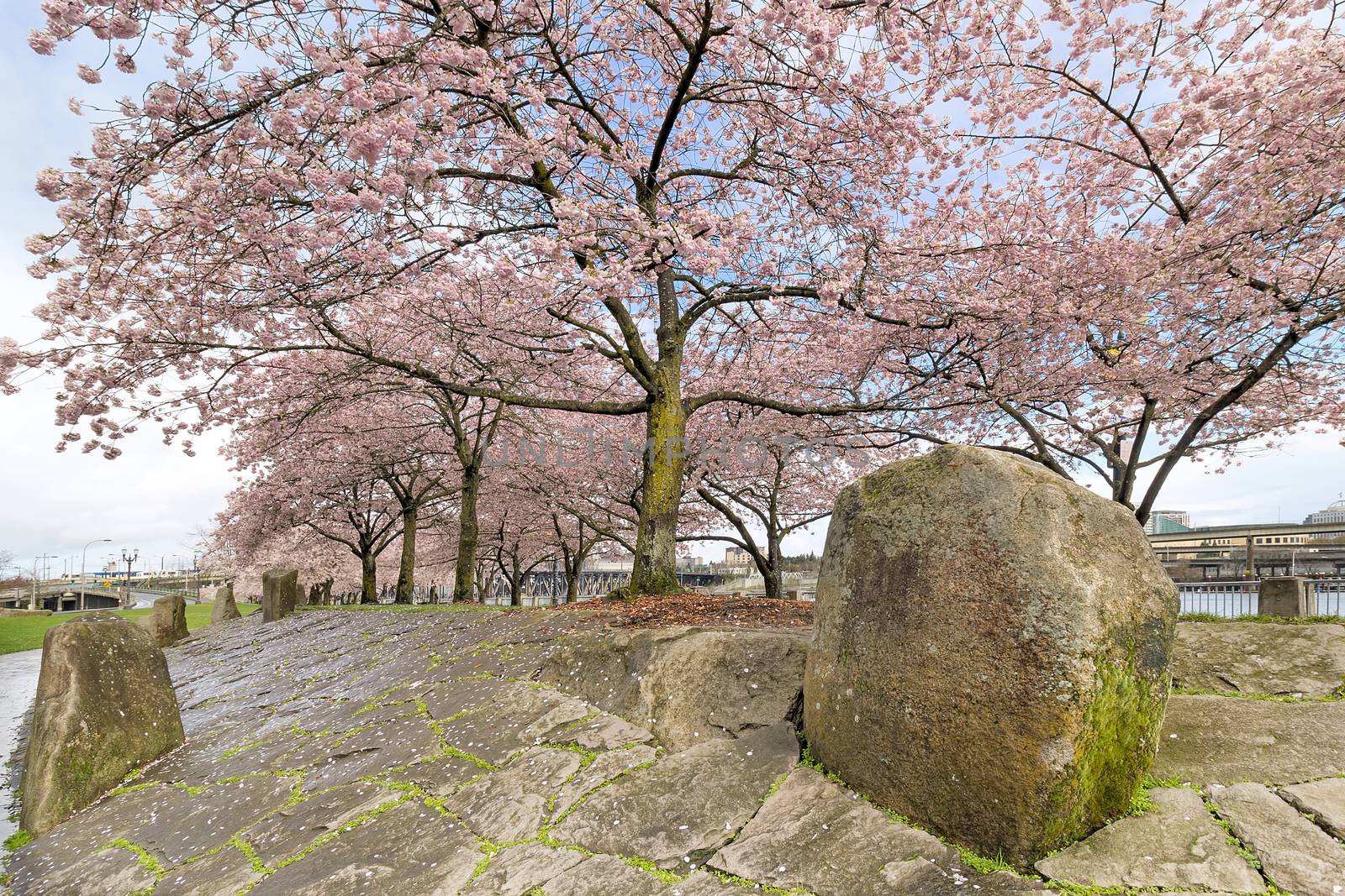 Cherry Blossom Trees with Pink Flowers in full bloom with large rock boulders hardscape at waterfront park in Portland Oregon