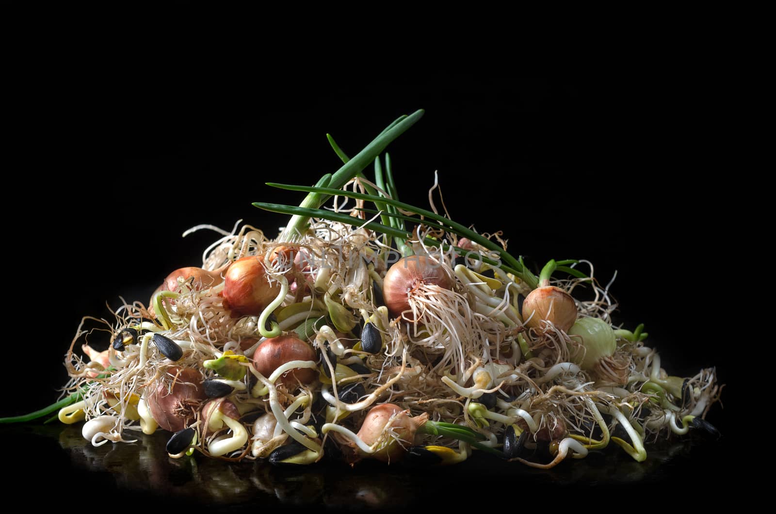 A bunch of germinated seeds: onion, bean, sunflower and other crops on a black background.