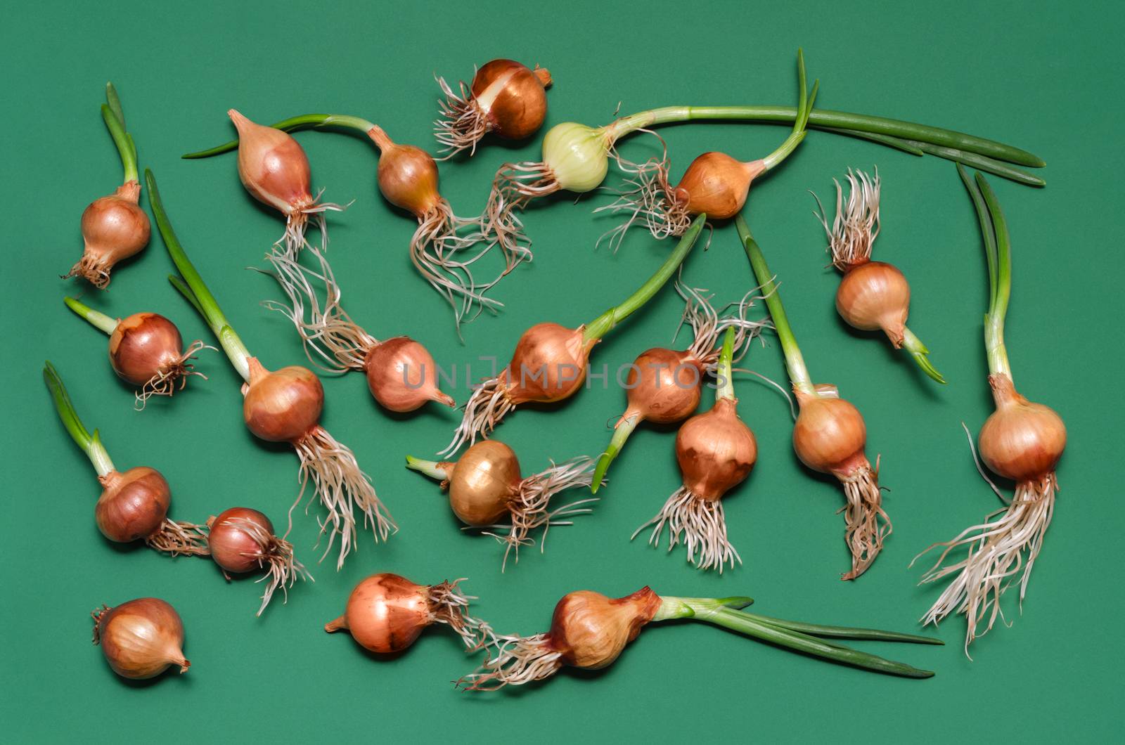 Small sprouted onion bulbs, lay on a green background.