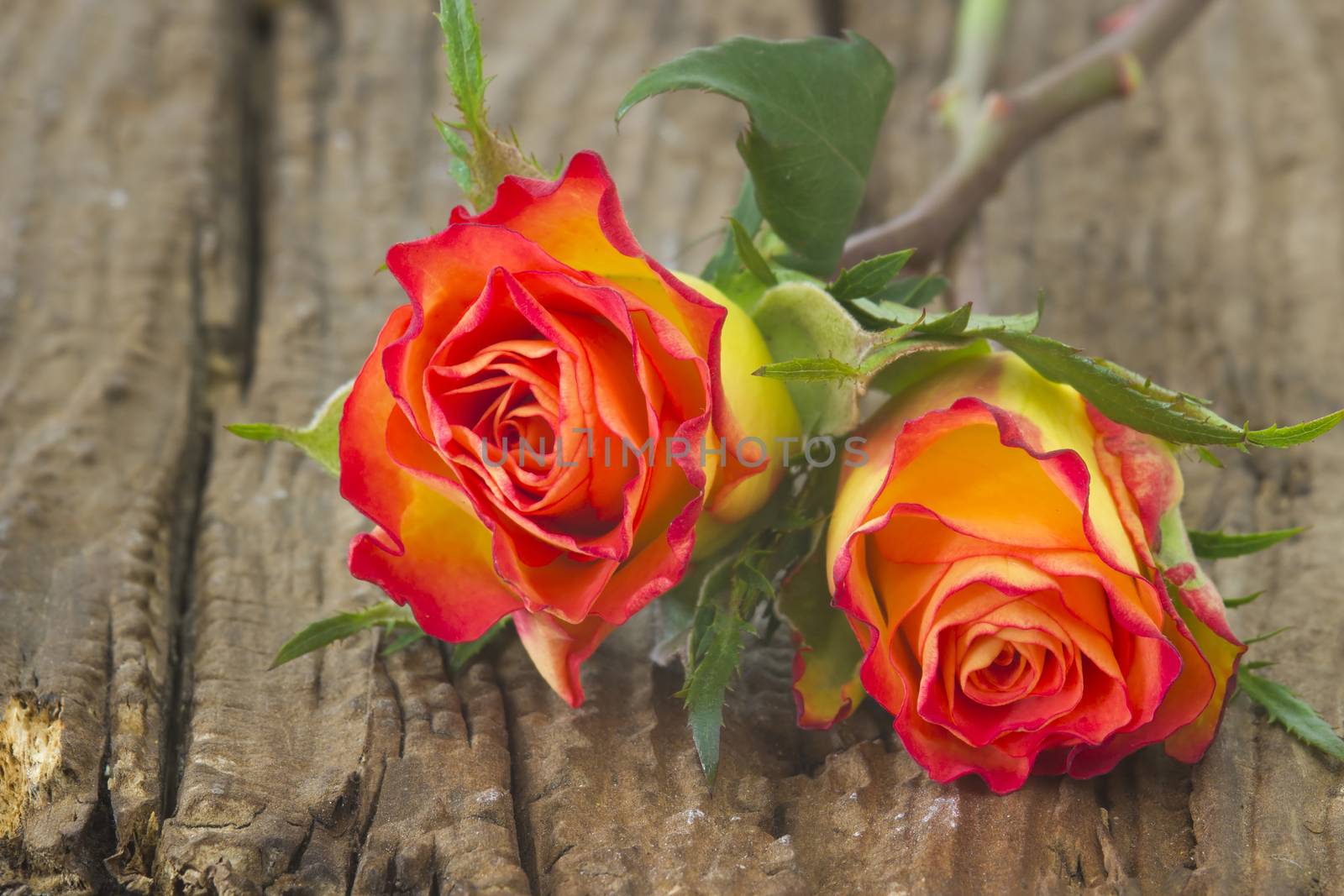 roses on old wooden background by miradrozdowski