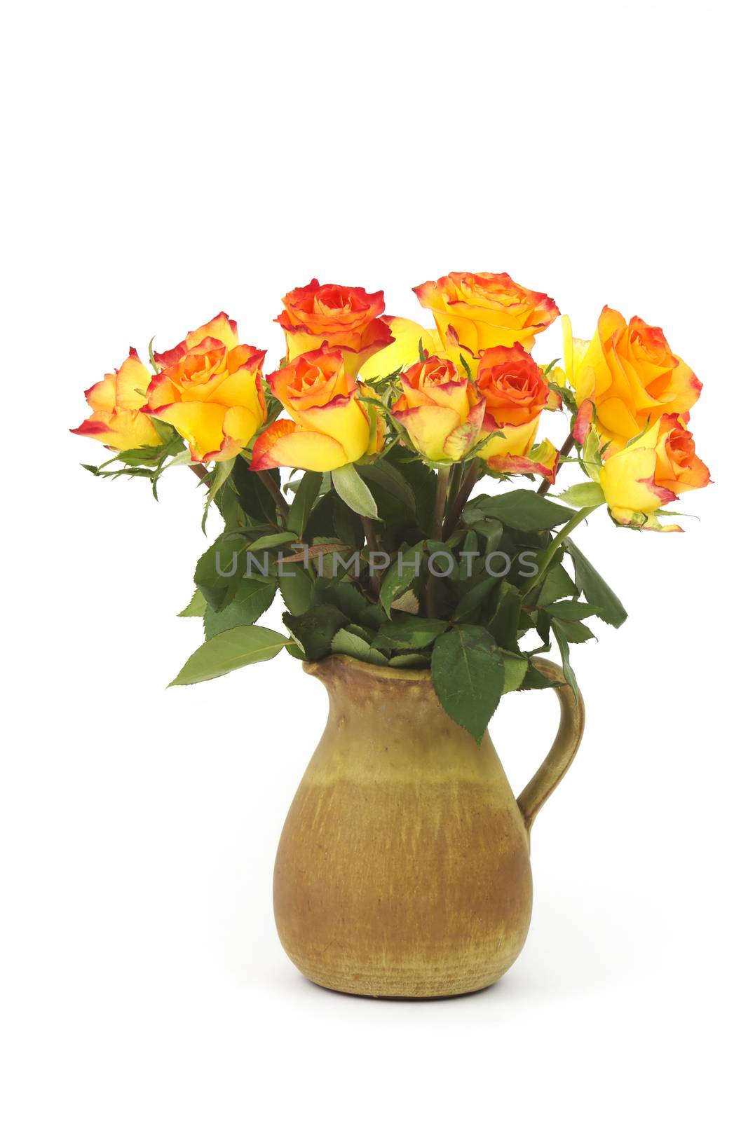 roses in a vase on white background