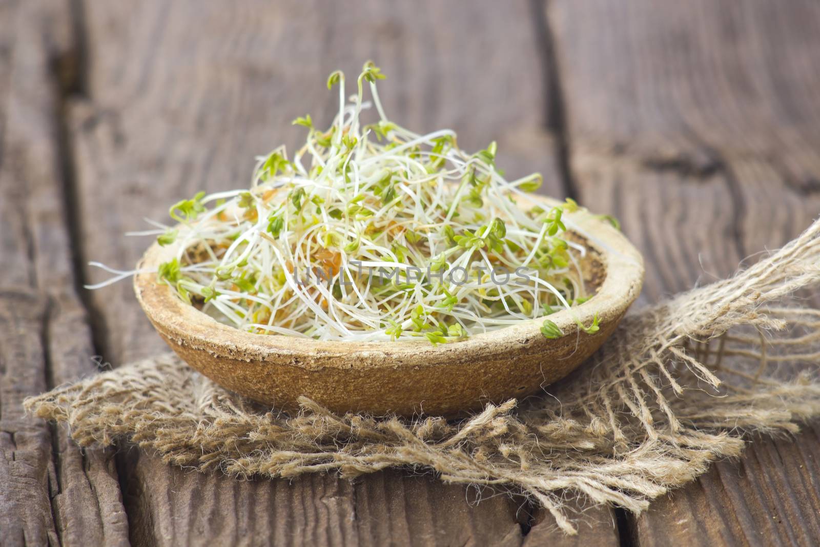 garden cress sprouts by miradrozdowski