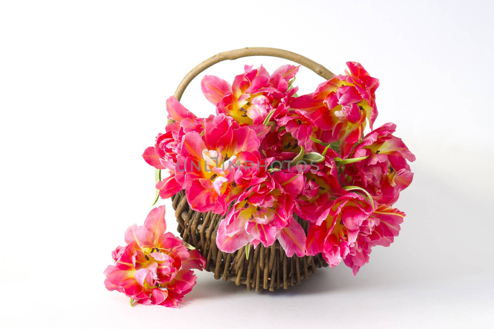 red tulips in a basket by miradrozdowski