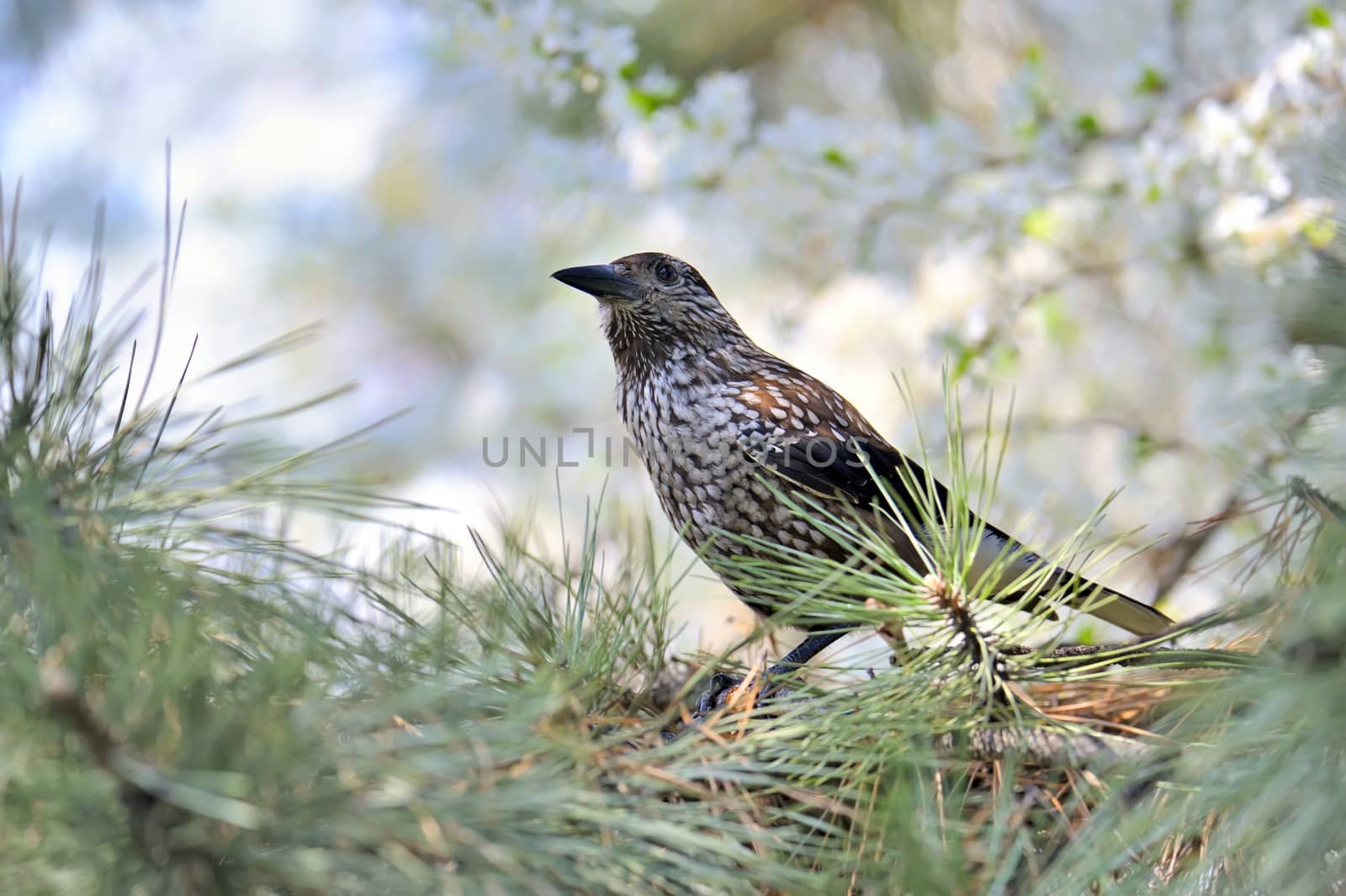 Fieldfare (Turdus pilaris) on spring tree brunch