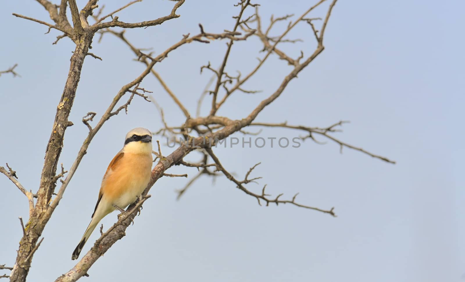 Red-backed Shrike (Lanius collurio) on brunch tree