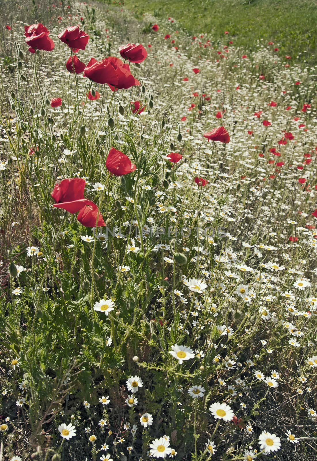 field with green grass and red poppies