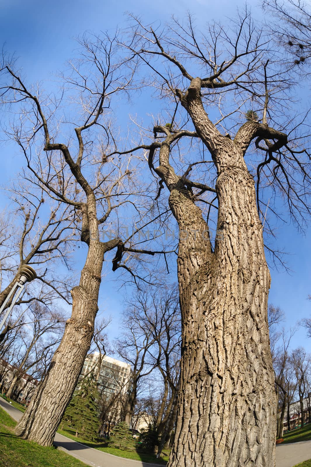 spring sky and bare trees in city park