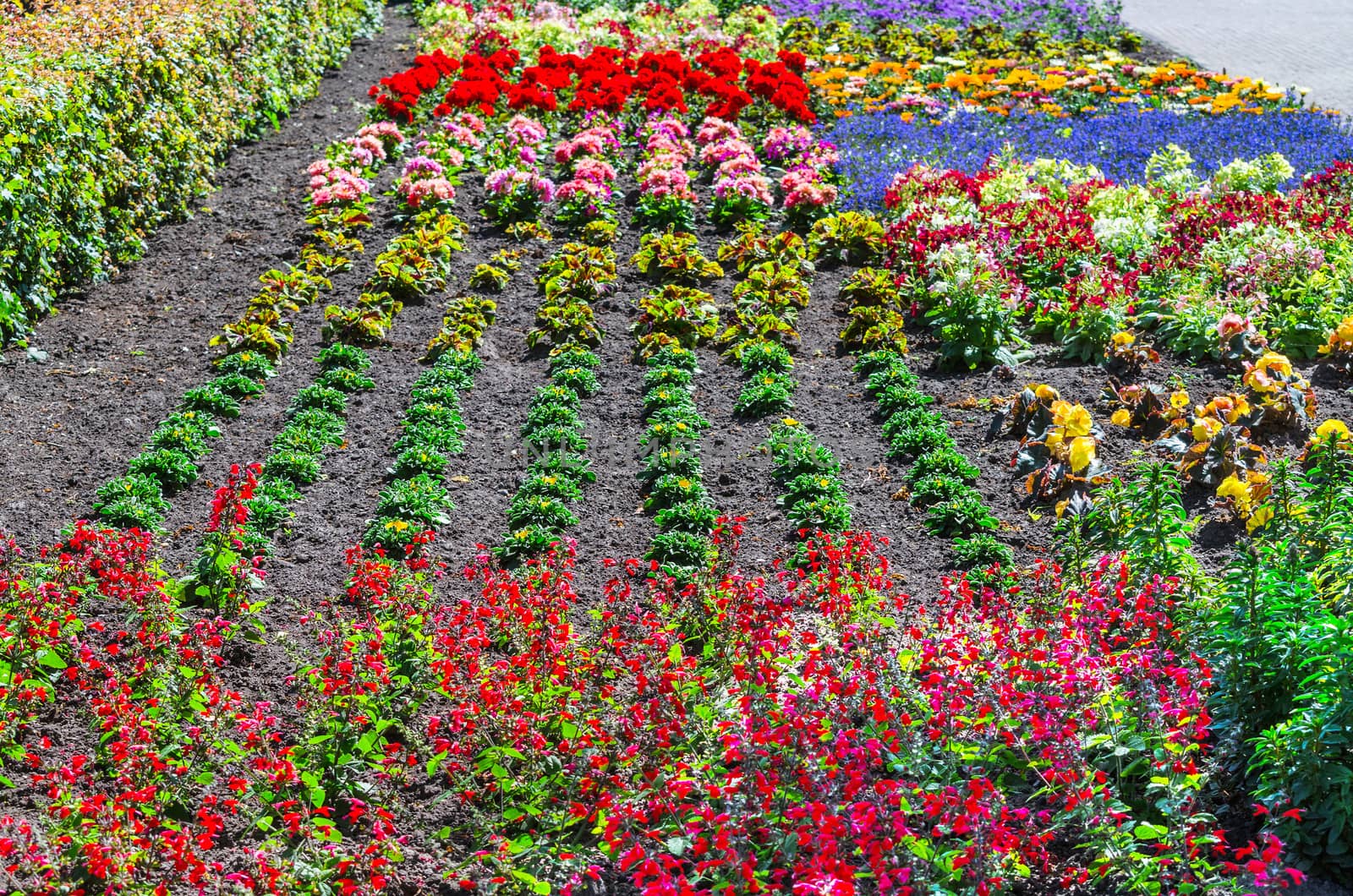 Colorful colorful flower bed with many different species of plants