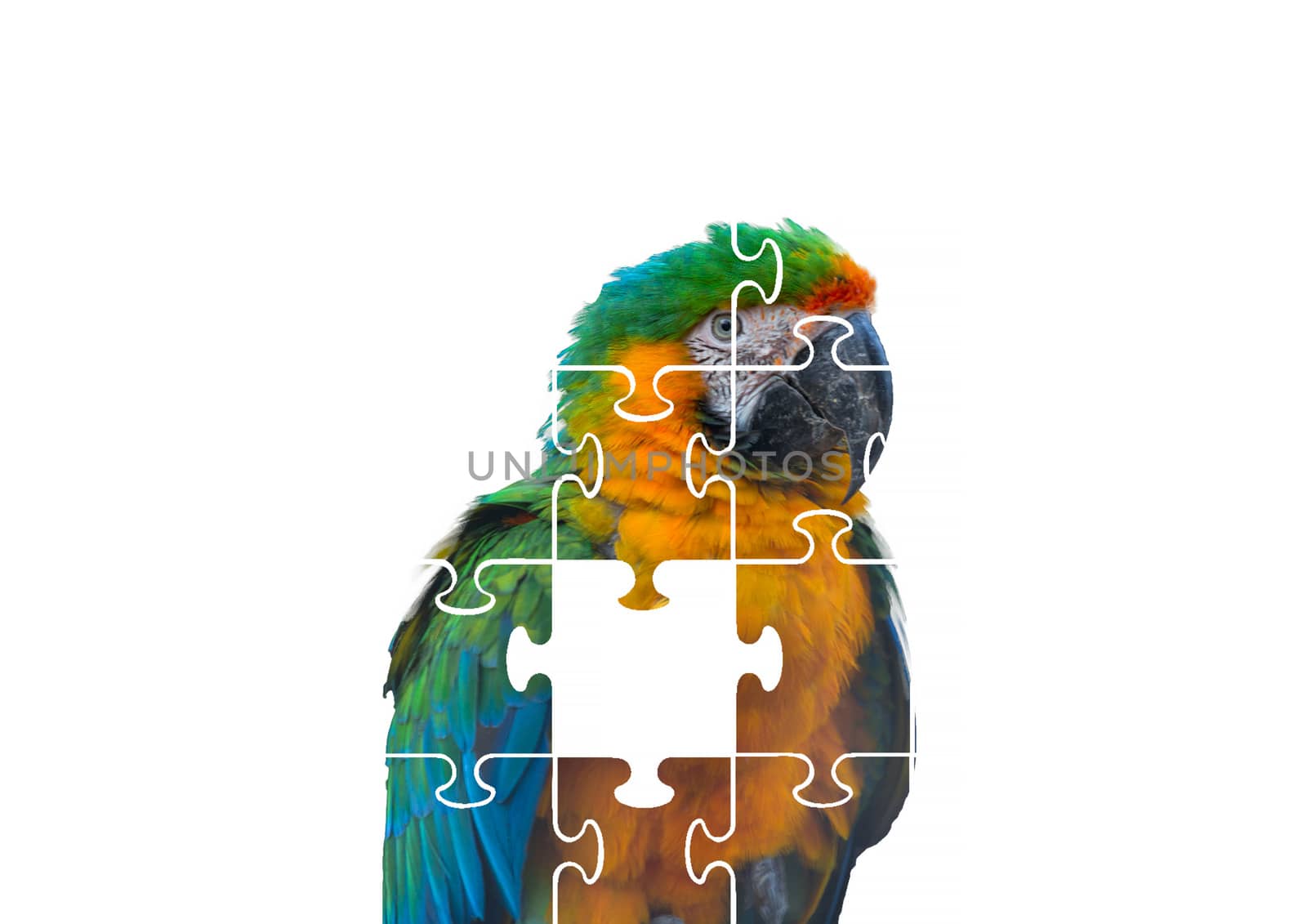 Parrot puzzle on white background.