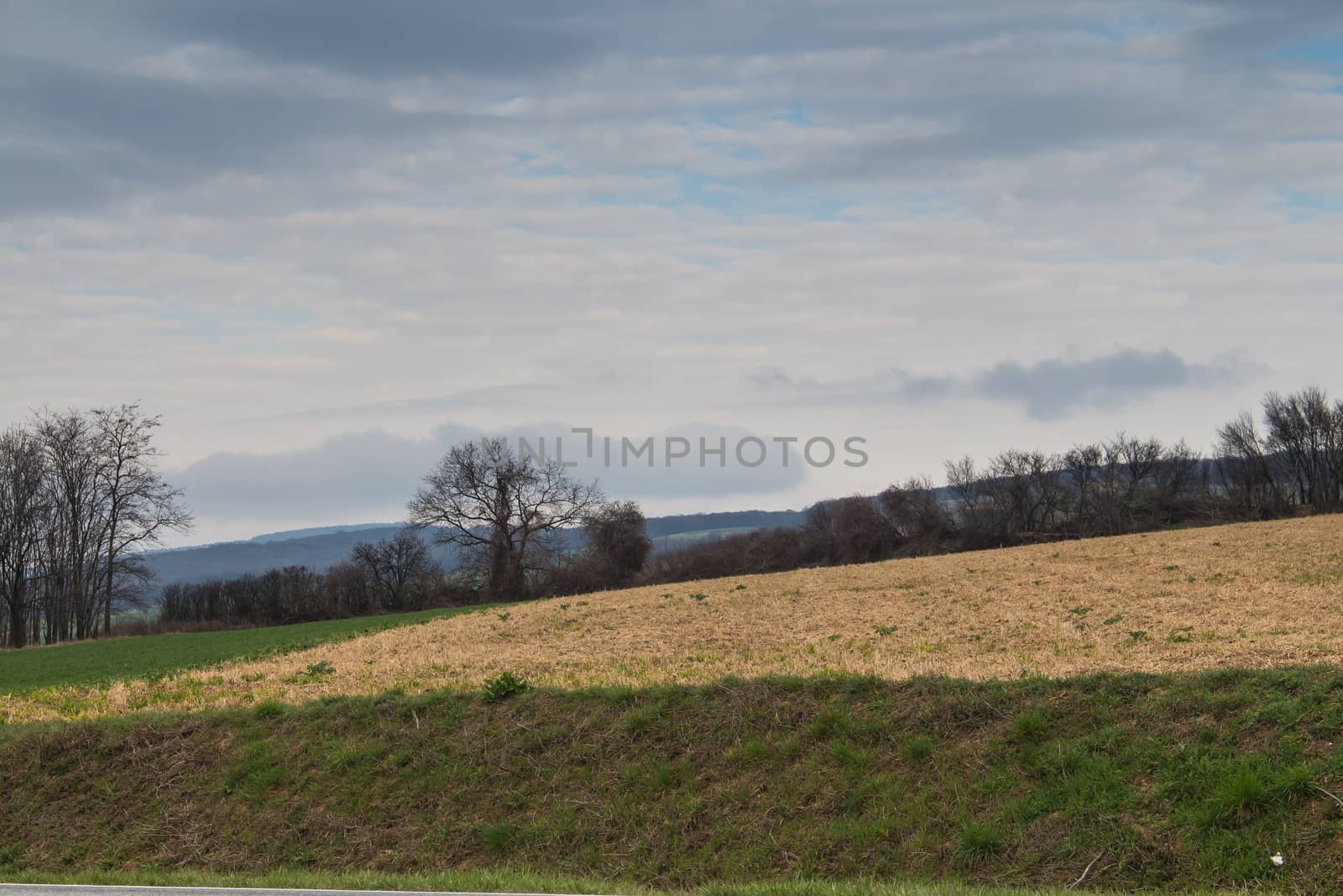 Various color lines of the grass, yellow field, dark trees and hills behind. Cloudy early morning sky.