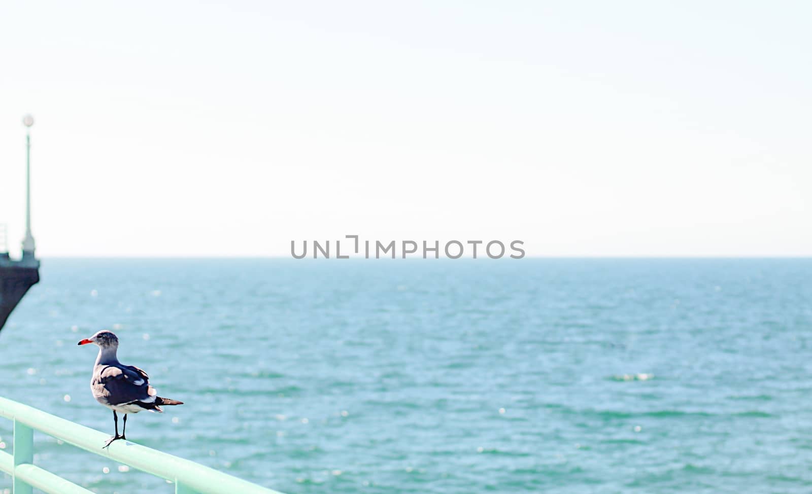 seagull at the beach in summer