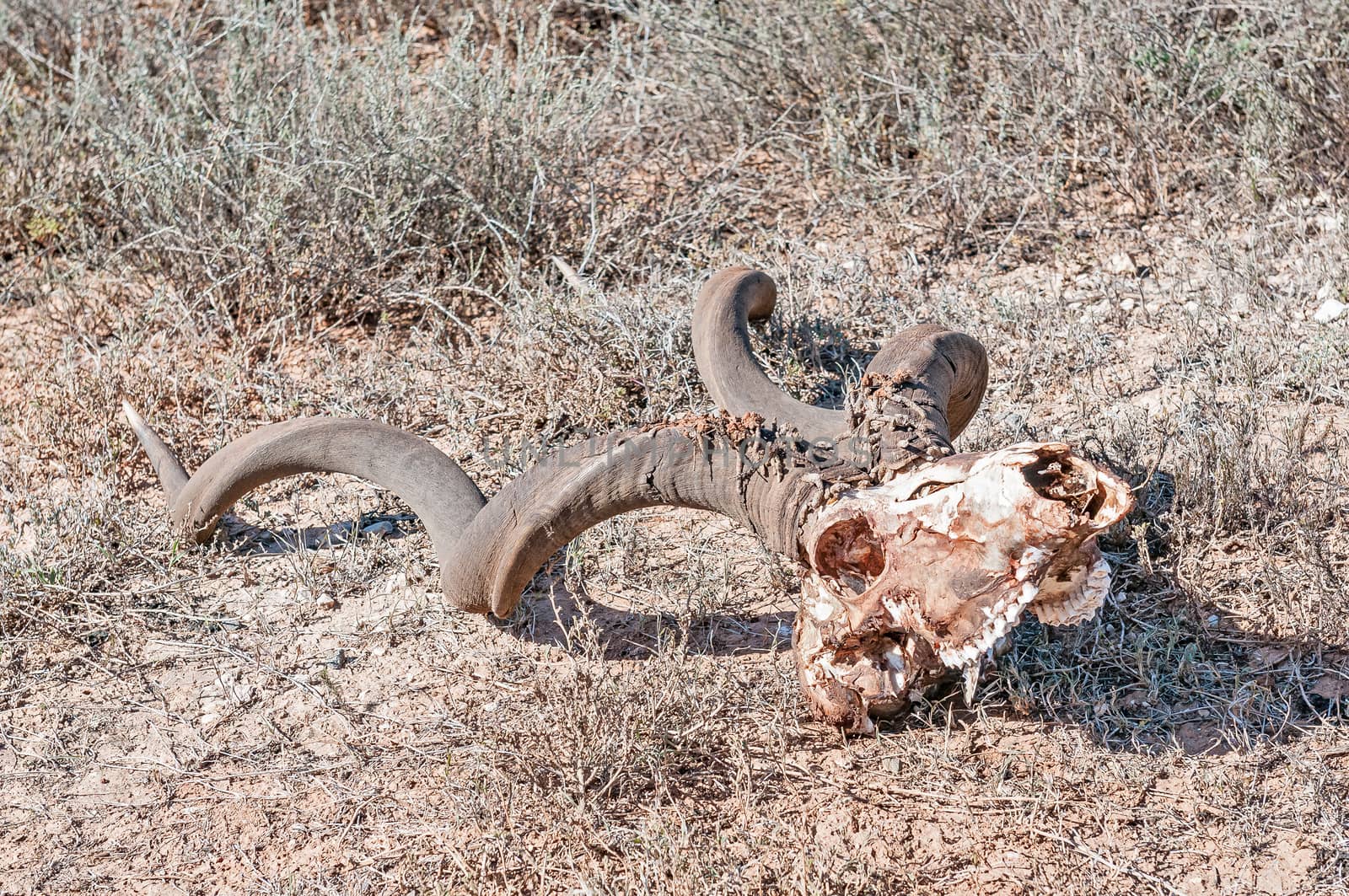 A kudu skull with horns near Domkrag Dam in the Addo Elephant National Park of South Africa