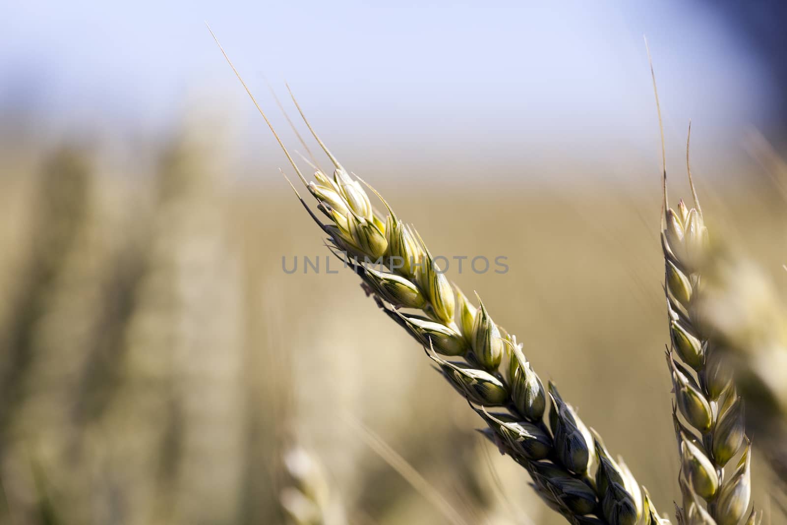  photographed closeup immature green wheat ears growing on agricultural field
