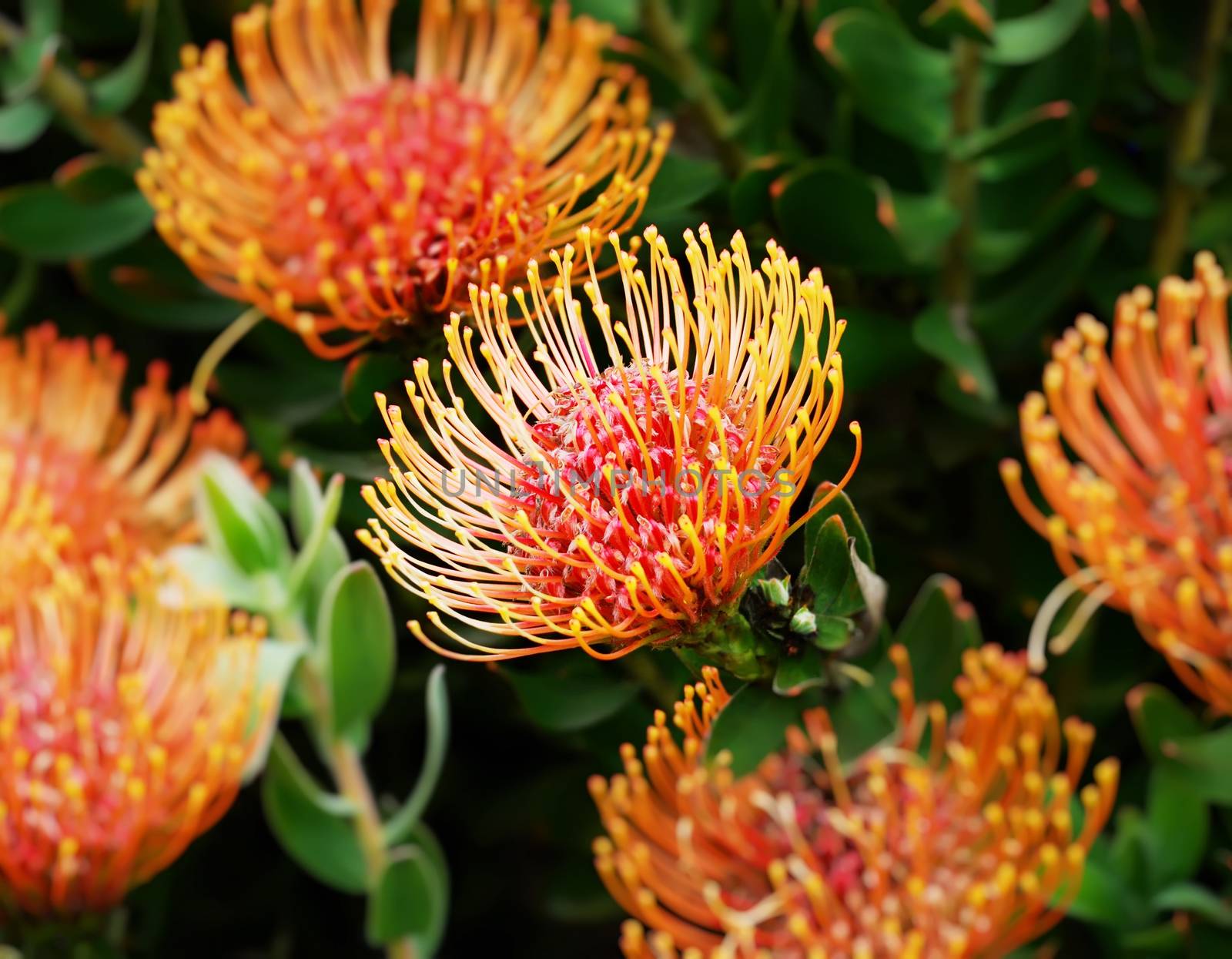 Flower Fireworks (Leucospermum steals), South African plant in bloom.