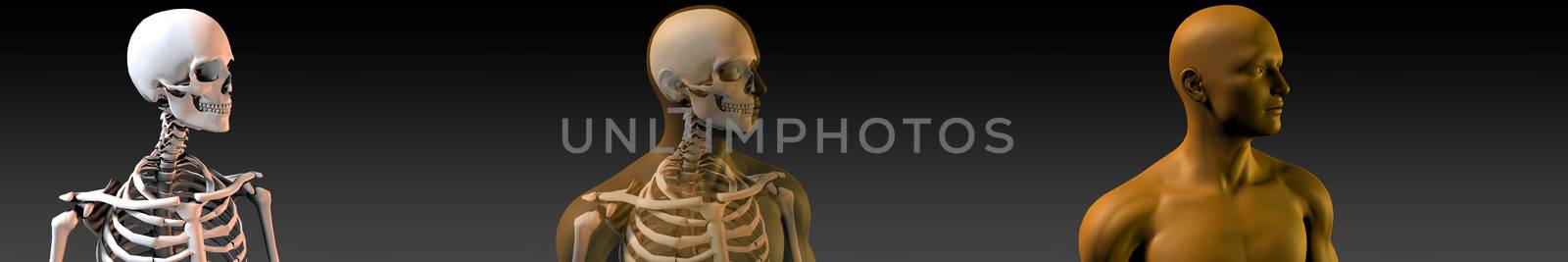 Human Body and Skeleton Anatomy Xray Concept