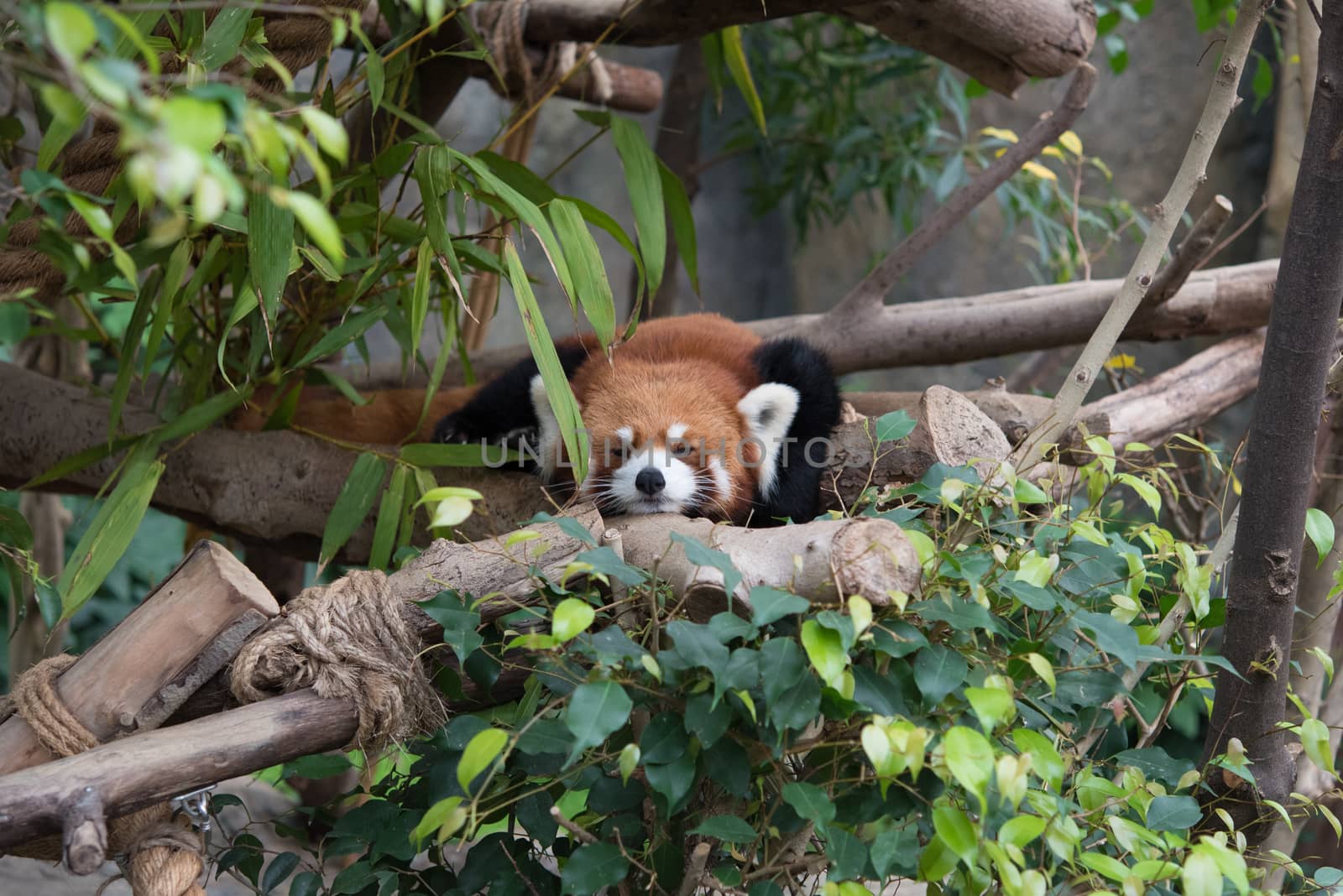 Cute red panda (Ailurus fulgens) in wildlife