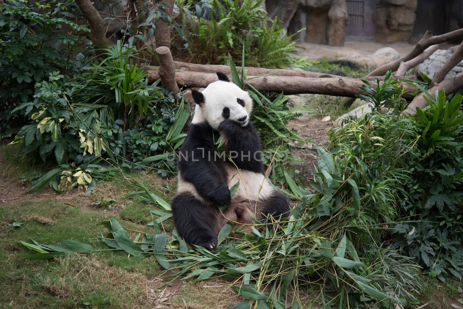 Cute giant panda (Ailuropoda melanoleuca) in wildlife