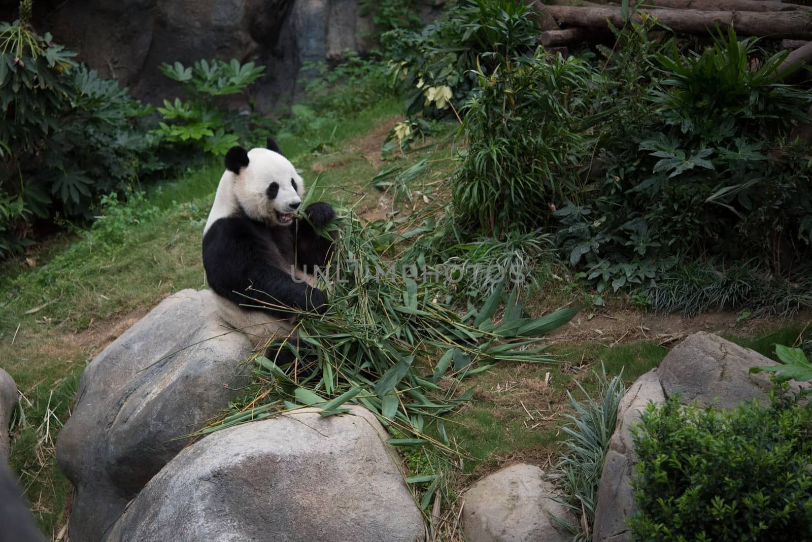 Cute giant panda (Ailuropoda melanoleuca) in wildlife