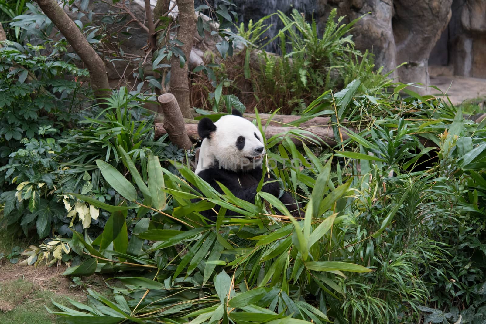 Cute giant panda (Ailuropoda melanoleuca) in wildlife
