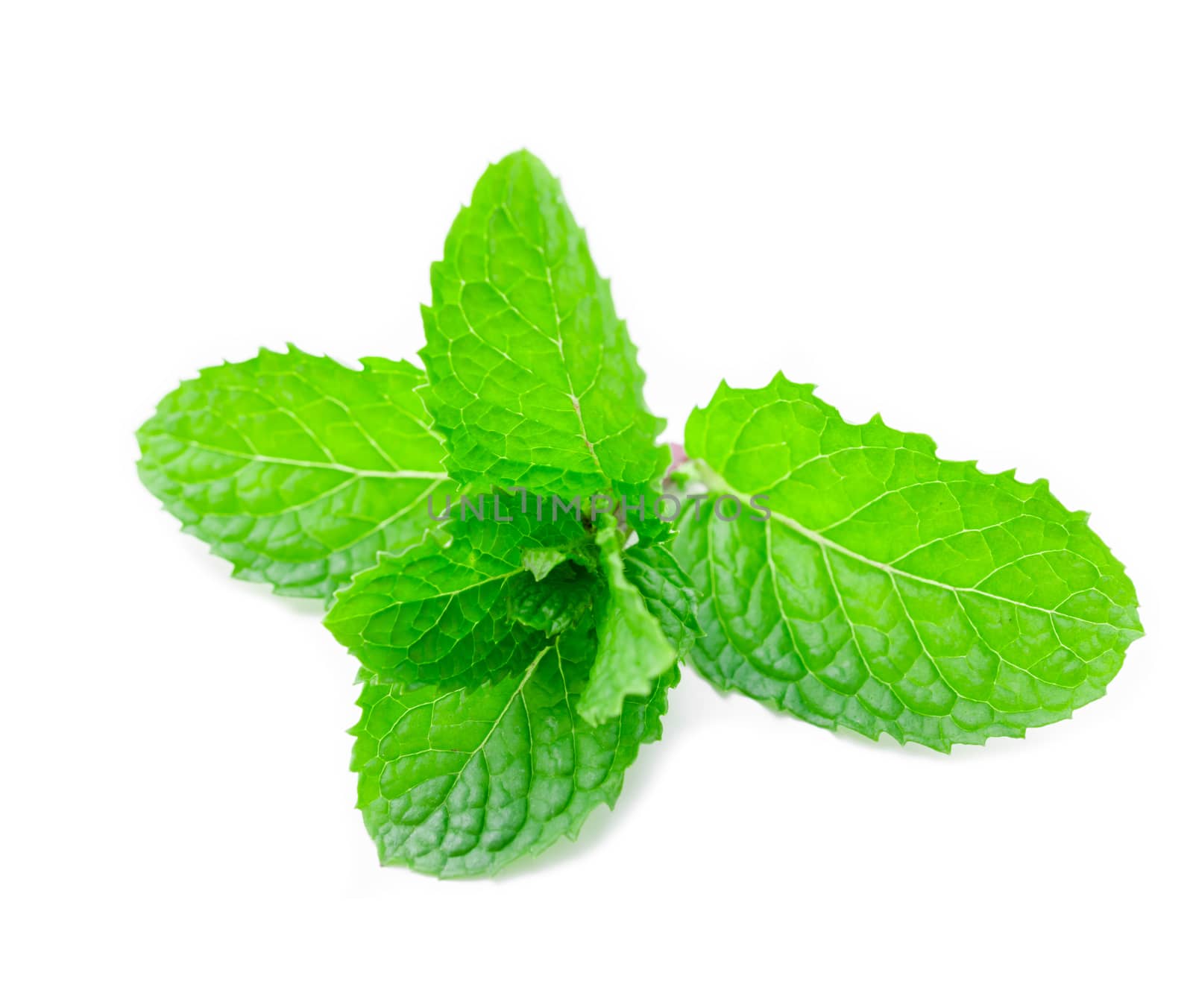 Peppermint closeup leaf isolated on white background