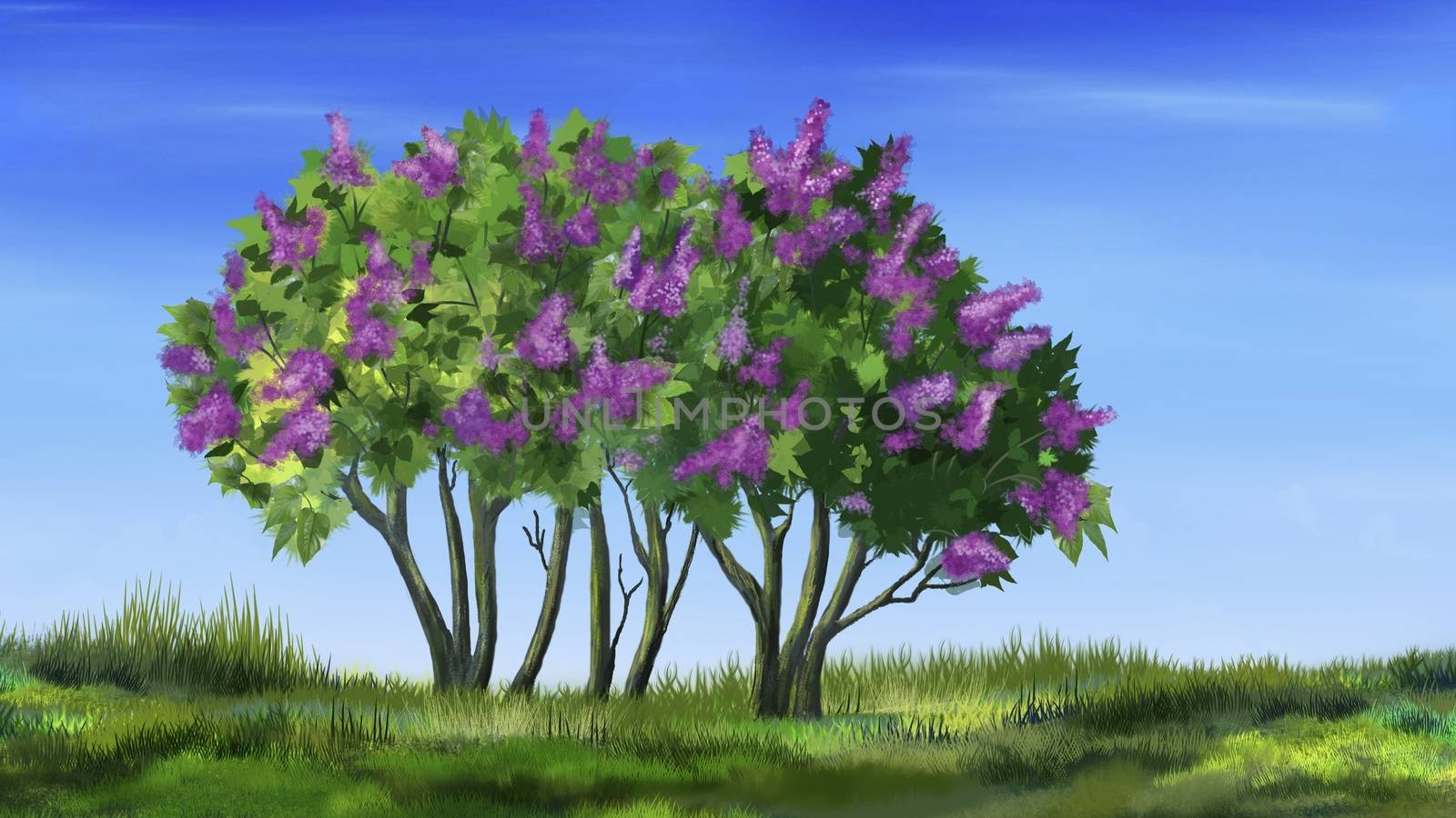 Lilac Tree in Spring by Multipedia